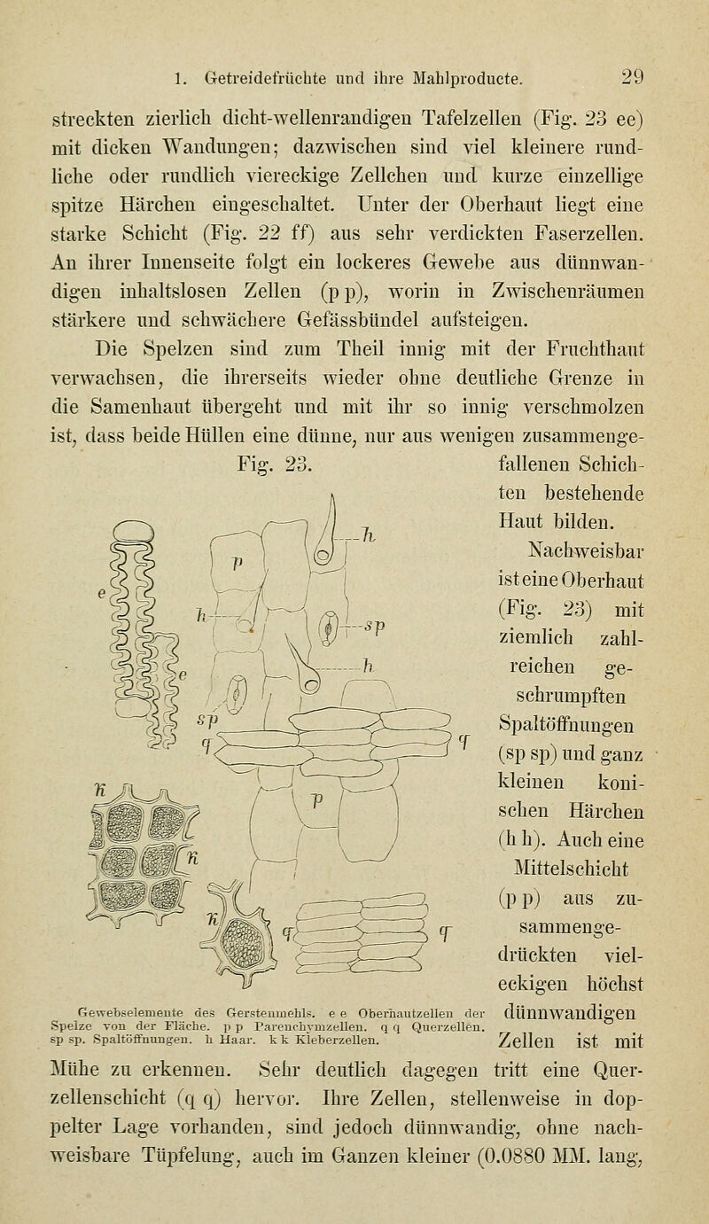 streckten zierlich dicht-wellenrandigeu Tafelzellen (Fig. 23 ee) mit dicken Waudimgen; dazwischen sind viel kleinere rund- liche oder rundlich viereckige Zellchen und kurze einzellige spitze Härchen eingeschaltet. Unter der Oberhaut liegt eine starke Schicht (Fig. 22 ff) aus sehr verdickten Faserzellen. An ihrer Innenseite folgt ein lockeres Gewebe aus dünnwan- digen inhaltslosen Zellen (p p), worin in Zwischenräumen stärkere und schwächere Gefässbündel aufsteigen. Die Spelzen sind zum Theil innig mit der Fruchthaut verwachsen, die ihrerseits wieder ohne deutliche Grenze in die Samenhaut übergeht und mit ihr so innig verschmolzen ist, dass beide Hüllen eine dünne, nur aus wenigen zusammenge- Fig. 23. fallenen Schich- ten bestehende Haut bilden. Nachweisbar ist eine Oberhaut (Fig. 23) mit ziemlich zahl- reichen ge- schrumpften Spaltöffnungen (sp sp) und ganz kleinen koni- schen Härchen (hh). Auch eine Mittelschicht (p p) aus zu- sammenge- drückten viel- eckigen höchst dünnwandigen Zellen ist mit Mühe zu erkennen. Sehr deutlich dagegen tritt eine Quer- zellenschicht (q q) hervor. Ihre Zellen, stellenweise in dop- pelter Lage vorhanden, sind jedoch dünnwandig, ohne nach- weisbare Tüpfelung, auch im Ganzen kleiner (0.0880 MM. lang. Gewebselemente des Gerstenmehls, e e Oberiiautzellen der Spelze von der Fläche, p p Parenchj-mzellen. q q Qvieizelleu. sp sp. SpaltöfiFnungen. h Haar, kt Kleberzellen.