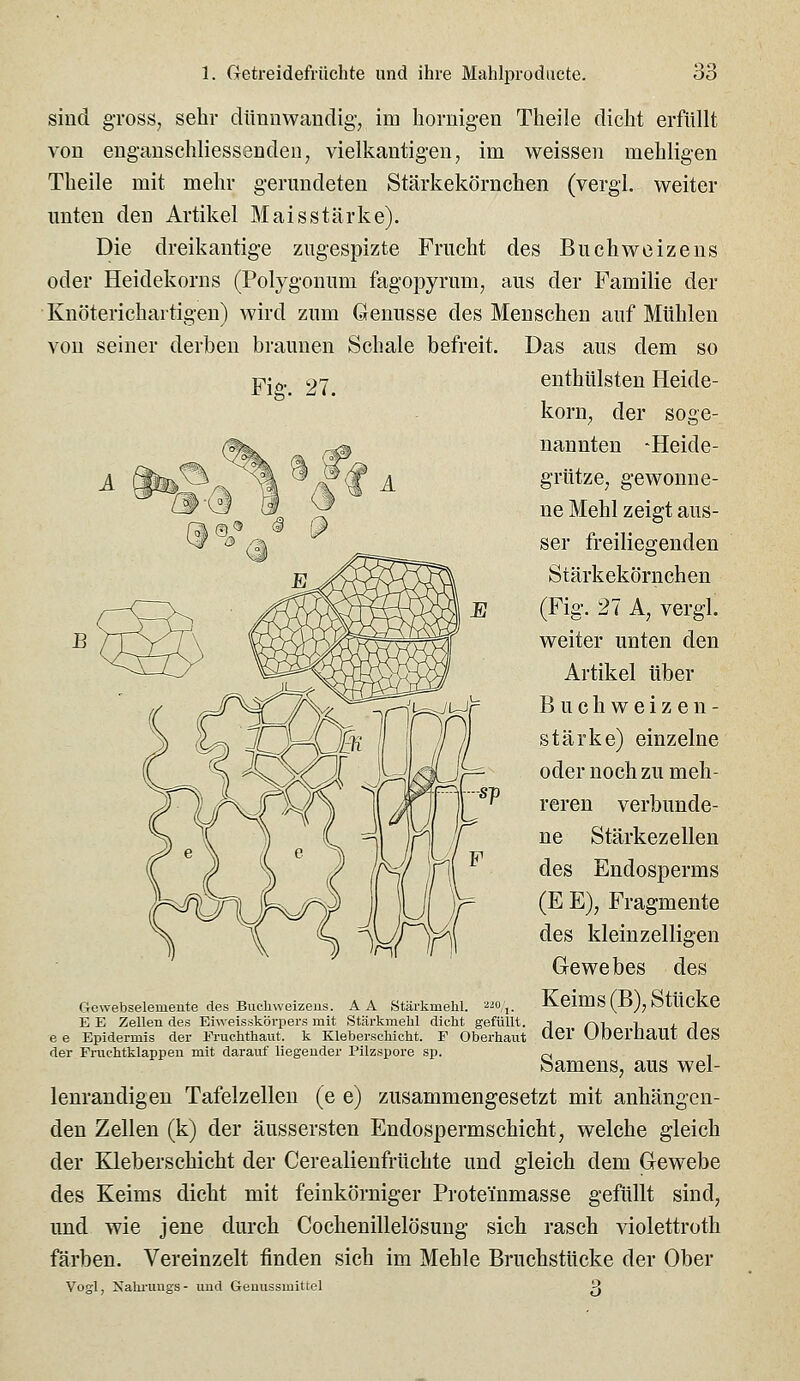 Fig. 27. sind gross, sehr dünnwandig-, im hornigen Theile dicht erfüllt von euganschliessenden, vielkantigen, im weissen mehligen Theile mit mehr gerundeten Stärkekörnchen (vergl. weiter unten den Artikel Maisstärke). Die dreikantige zngespizte Frucht des Buchweizens oder Heidekorns (Polygonum fagopyrum, aus der Familie der Knöterichartigen) wird zum Genüsse des Menschen auf Mühlen von seiner derben braunen Schale befreit. Das aus dem so enthülsten Heide- korn, der soge- nannten 'Heide- grütze, gewonne- ne Mehl zeigt aus- ser freiliegenden Stärkekörnchen (Fig. 27 A, vergl. weiter unten den Artikel über Buchweizen- stärke) einzelne oder noch zu meh- reren verbunde- ne Stärkezellen des Endosperms (E E), Fragmente des kleinzelligen Gewebes des VDri SP Gewebselemente des Biicliweizeus. AA Stärkmehl. E E Zellen des Eiweisskörpers mit Stärkmehl dicht gefüllt. Keims (B), Stücke ee Epidermis der Fruchthaut, k Kleberschicht. F Oberhaut ÜGl' UDemaUt ÜeS der Fruchtklappen mit darauf liegender Pilzspore sp. ™ , Samens, aus wel- lenrandigen Tafelzellen (e e) zusammengesetzt mit anhängen- den Zellen (k) der äussersten Endospermschicht, welche gleich der Kleberschicht der Cerealienfrüchte und gleich dem Gewebe des Keims dicht mit feinkörniger Proteinmasse gefüllt sind, und wie jene durch Cochenillelösung sich rasch violettroth färben. Vereinzelt finden sich im Mehle Bruchstücke der Ober Vogl, Nahi'ungs- und Geuussmittel ^