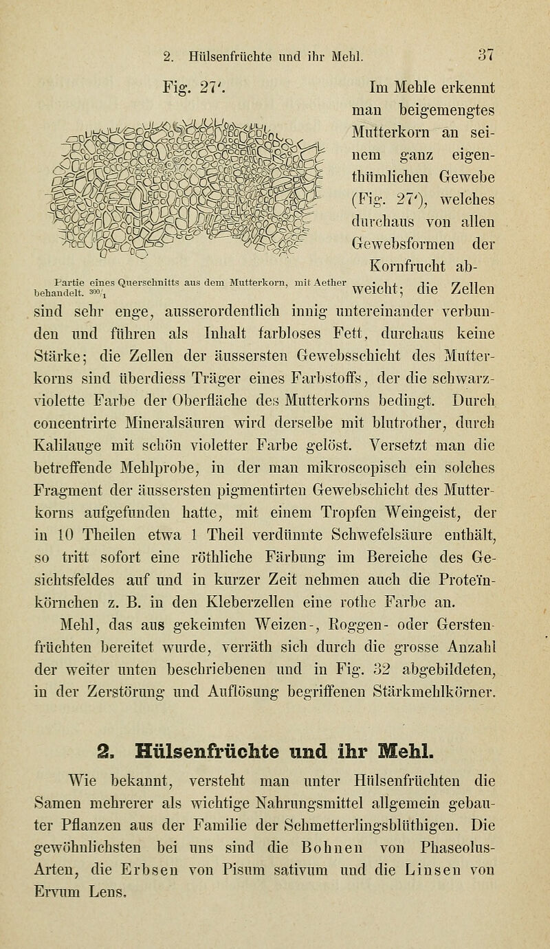 Partie behandelt. 2. Hülsenfrüchte und ihr Mehl. 37 Fig. 21'. Im Mehle erkennt man beigemengtes Mutterkorn an sei- nem ganz eigen- thtimlichen Gewebe (Fig. 21'), welches durchaus von allen Gewebsformen der Kornfrucht ab- i eines Quersclmitts aus dem Muttei-korn, mit Aether * i i ,t ry n . 300 j ' weiCQt; die Zellen sind sehr enge, ausserordentlich innig untereinander verbun- den und führen als Inhalt farbloses Fett, durchaus keine Stärke; die Zellen der äussersten Gewebsschicht des Mutter- korns sind überdiess Träger eines Farbstoffs, der die schwarz- violette Farbe der Oberfläche des Mutterkorns bedingt. Durch concentrirte Mineralsäuren wird derselbe mit blutrother, durch Kalilauge mit schön violetter Farbe gelöst. Versetzt man die betreffende Mehlprobe, in der man mikroscopisch ein solches Fragment der äussersten pigmentirten Gewebschicht des Mutter- korns aufgefunden hatte, mit einem Tropfen Weingeist, der in 10 Theilen etwa 1 Theil verdünnte Schwefelsäure enthält, so tritt sofort eine röthliche Färbung im Bereiche des Ge- sichtsfeldes auf und in kurzer Zeit nehmen auch die Protein- körnchen z. B. in den Kleberzellen eine rothe Farbe an. Mehl, das aus gekeimten Weizen-, Roggen- oder Gersten- früchten bereitet wurde, verräth sich durch die grosse Anzahl der weiter unten beschriebenen und in Fig. 32 abgebildeten, in der Zerstörung und Auflösung begriffenen Stärkmehlkörner. 2. Hülsenfrüchte und ihr Mehl. Wie bekannt, versteht man unter Hülsenfrüchten die Samen mehrerer als wichtige Nahrungsmittel allgemein gebau- ter Pflanzen aus der Familie der Schmetterlingsblüthigen. Die gewöhnlichsten bei uns sind die Bohnen von Phaseolus- Arten, die Erbsen von Pisum sativum und die Linsen von Erviim Lens,