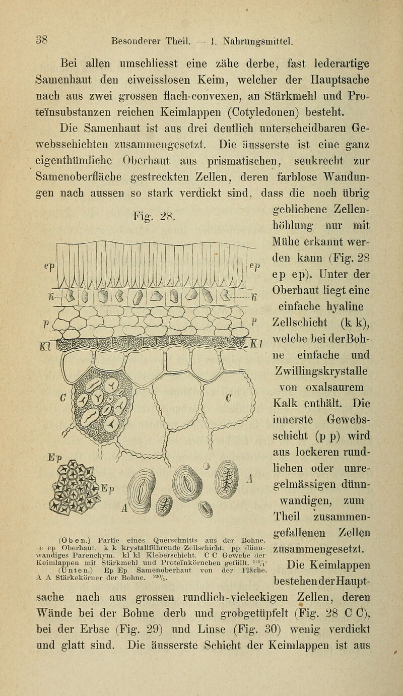 Nahrungsmittel. Bei allen umschliesst eine zähe derbe, fast lederartige Samenliaiit den eiweisslosen Keim, welcher der Hauptsache nach aus zwei grossen flach-convexen, an Stärkmehl und Pro- teinsubstanzen reichen Keimlappen (Cotyledonen) besteht. Die Samenhaut ist aus drei deutlich unterscheidbaren Ge- websschichten zusammengesetzt. Die äusserste ist eine ganz eigenthümliche Oberhaut aus prismatischen, senkrecht zur Samenoberfläche gestreckten Zellen, deren farblose Wandun- gen nach aussen so stark verdickt sind, dass die noch übrig Fig. 28. gebliebene Zellen- höhlung nur mit Mühe erkannt wer- den kann fFig. 28 ep ep). Unter der Oberhaut liegt eine einfache hyaline Zellschicht (k k), welche bei der Boh- ne einfache und Zwillingskrystalle von oxalsaurem Kalk enthält. Die innerste Gewebs- schicht (p p) wird aus lockeren rund- lichen oder unre- gelmässigen dünn- wandigen, zum Theil zusammen- gefallenen Zellen (Oben.) Partie eines Querschnitts aus der Boline. e ep Oberhaut, k k krysta.llfnhreude Zellschioht. pp dünn- ZUSammenffCSetzt. waudiges Parenchym. kl kl Kleberschicht. C C Gewebe der ^ Keimlappeii mit Stärkmehl und Protei'nkörnchen gefüllt. '-'/\- T}\P KeimlailllPll (Unten.) Ep Ep Samenoberhaut von A A Stärkekörner der Bohne, '^'^^/i. der Fläche. bestehen der Haupt- sache nach aus grossen rundlich-vieleckigen Zellen, deren Wände bei der Bohne derb und grobgetüpfelt (Fig. 28 C C), bei der Erbse (Fig. 29) und Linse (Fig. 30) wenig verdickt und glatt sind. Die äusserste Schicht der Keimlappeu ist aus