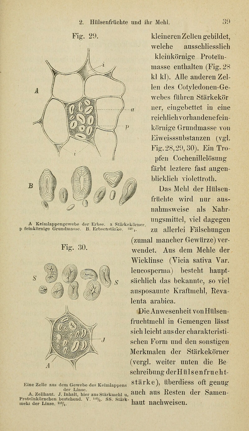 2. Hülsenfrüchte und ihr Mehl. ?,9 Fig. 29. kleineren Zellen gebildet, welche ausschliesslich kleinkörnige Protein- masse enthalten (Fig. 28 kl kl). Alle anderen Zel- len des Cotyledonen-Ge- webes führen Stärkekör ner. eingebettet in eine A Keimlappengewebe der Erbse, a Stärkekörner, p feinkörnige G-rundmasse. B. Erbsenstärke, '^-'i. Fig. 30. Eine Zelle aus dem Gewebe des Keimlappens der Linse, A. Zellhaut. J. Inhalt, hier aus Stärkmehl u. Proteinkörnchen bestehend. V, o/,. SS. Stärk- mehl der Linse. 2'^%, reichlich vorhandene fein- körnige Grundmasse von Eiweisssubstanzen (vgl. Fig. 28,29,30). Ein Tro- pfen Cochenillelösung färbt leztere fast augen- blicklich violettroth. Das Mehl der Hülsen- früchte wird nur aus- nahmsweise als Nahr- ungsmittel, viel dagegen zu allerlei Fälschungen (zumal mancher Gewürze) ver- wendet. Aus dem Mehle der Wicklinse (Vicia sativa Var. leucosperma) besteht haupt- sächlich das bekannte, so viel ausposaunte Kraftmehl, Reva- lenta arabica. Die Anwesenheit von Hülsen- fruchtmehl in Gemengen lässt sich leicht aus der charakteristi- schen Form und den sonstigen Merkmalen der Stärkekörner (vergl. weiter unten die Be Schreibung der H ü 1 s e n fr u c h t- stärke), überdiess oft genug auch aus Resten der Samen- haut nachweisen.