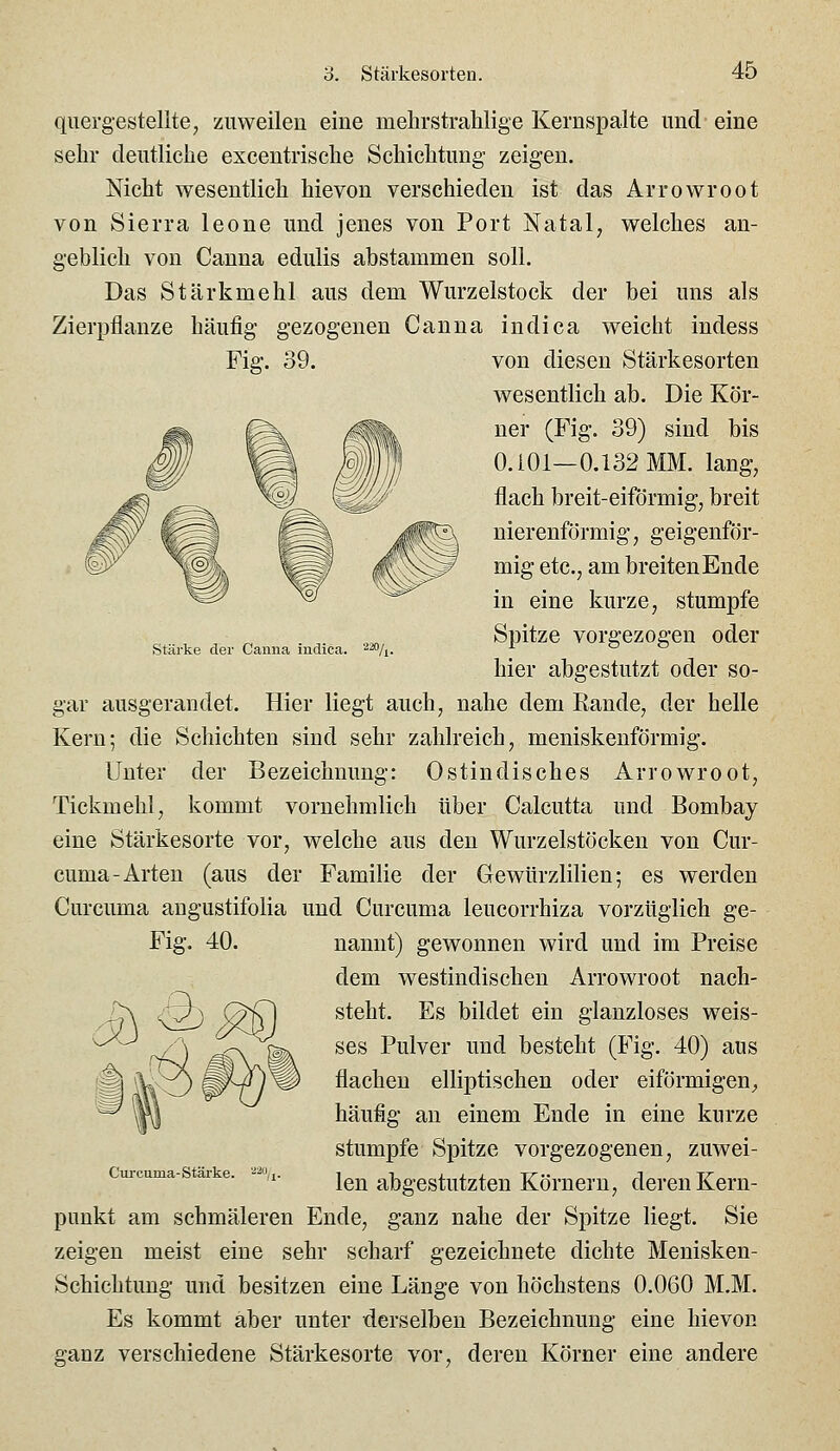 stärke der Camia indica. '■^^o/j. querg-estellte, zuweilen eine mehrstrahlige Kernspalte und' eine sehr deutliche excentrische Schichtung zeigen. Nicht wesentlich hie von verschieden ist das Arrowroot von Sierra leone und jenes von Port Natal, welches an- geblich von Canna edulis abstammen soll. Das Stärkmehl aus dem Wurzelstock der bei uns als Zierpflanze häufig gezogenen Canna indica weicht indess Fig. 39. von diesen Stärkesorten wesentlich ab. Die Kör- ner (Fig. 39) sind bis 0.101—0.132 MM. lang, flach breit-eiförmig, breit nierenförmig, geigenför- mig etc., am breiten Ende in eine kurze, stumpfe Spitze vorgezogen oder hier abgestutzt oder so- gar ausgerandet. Hier liegt auch, nahe dem Kande, der helle Kern; die Schichten sind sehr zahlreich, meniskenförmig. Unter der Bezeichnung: Ostindisches Arrowroot, Tickmehl, kommt vornehmlich über Calcutta und Bombay eine Stärkesorte vor, welche aus den Wurzelstöcken von Cur- cuma-Arten (aus der Familie der Gewürzlilien; es werden Curcuma angustifolia und Curcuma leucorrhiza vorzüglich ge- nannt) gewonnen wird und im Preise dem westindischen Arrowroot nach- steht. Es bildet ein glanzloses weis- ses Pulver und besteht (Fig. 40) aus flachen elliptischen oder eiförmigen^, häufig an einem Ende in eine kurze stumpfe Spitze vorgezogenen, zuwei- len abgestutzten Körnern, deren Kern- punkt am schmäleren Ende, ganz nahe der Spitze liegt. Sie zeigen meist eine sehr scharf gezeichnete dichte Menisken- Schichtung und besitzen eine Länge von höchstens 0.060 M.M. Es kommt aber unter derselben Bezeichnung eine hievon ganz verschiedene Stärkesorte vor, deren Körner eine andere Curcuma-Stärke.