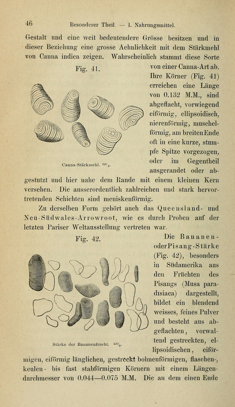 Gestalt imd eine weit bedeutendere Grösse besitzen und in dieser Beziehung eine g-rosse Aehnlichkeit mit dem Stärkmehl von Canna indica zeigen. Wahrscheinlich stammt diese Sorte Fig. 41. von einer Canna-Art ab. Ihre Körner (Fig. 41) erreichen eine Länge von 0.132 M.M., sind abgeflacht, vorwiegend eiförmig, ellipsoidisch, nierenförmig, muschei- förmig, am breiten Ende oft in eine kurze, stum- pfe Spitze vorgezogen;, oder im Gegentheil ausgerandet oder ab- gestutzt und hier nahe dem Rande mit einem kleinen Kern versehen. Die ausserordentlich zahlreichen und stark hervor- tretenden Schichten sind meniskenförmig. Zu derselben Form gehört auch das Queensland- und Neu-Südwales-Arrowroot, wie es durch Proben auf der letzten Pariser Weltausstellung vertreten war. Die Bananen- oderPisang-Stärke Canna-Stärkmelil. '^'',1. Fig. 42. / *4 ta^ j j y \ (Fig. 42), besonders in Südamerika aus den Früchten des Pisangs (Musa para- disiaca) dargestellt, bildet ein blendend weisses, feines Pulver und besteht aus ab- geflachten , vorwal- tend gestreckten, el- lipsoidischen, eiför- migen, eiförmig länglichen, gestreckt bohnenförmigen, flaschen-, keulen- bis fast stabförmigen Körnern mit einem Längen- durchmesser von 0.044—0.075 M.M. Die an dem einen Ende ^<=^ J Stäi-ko der Baiiauenfrucht. ^^ly^.