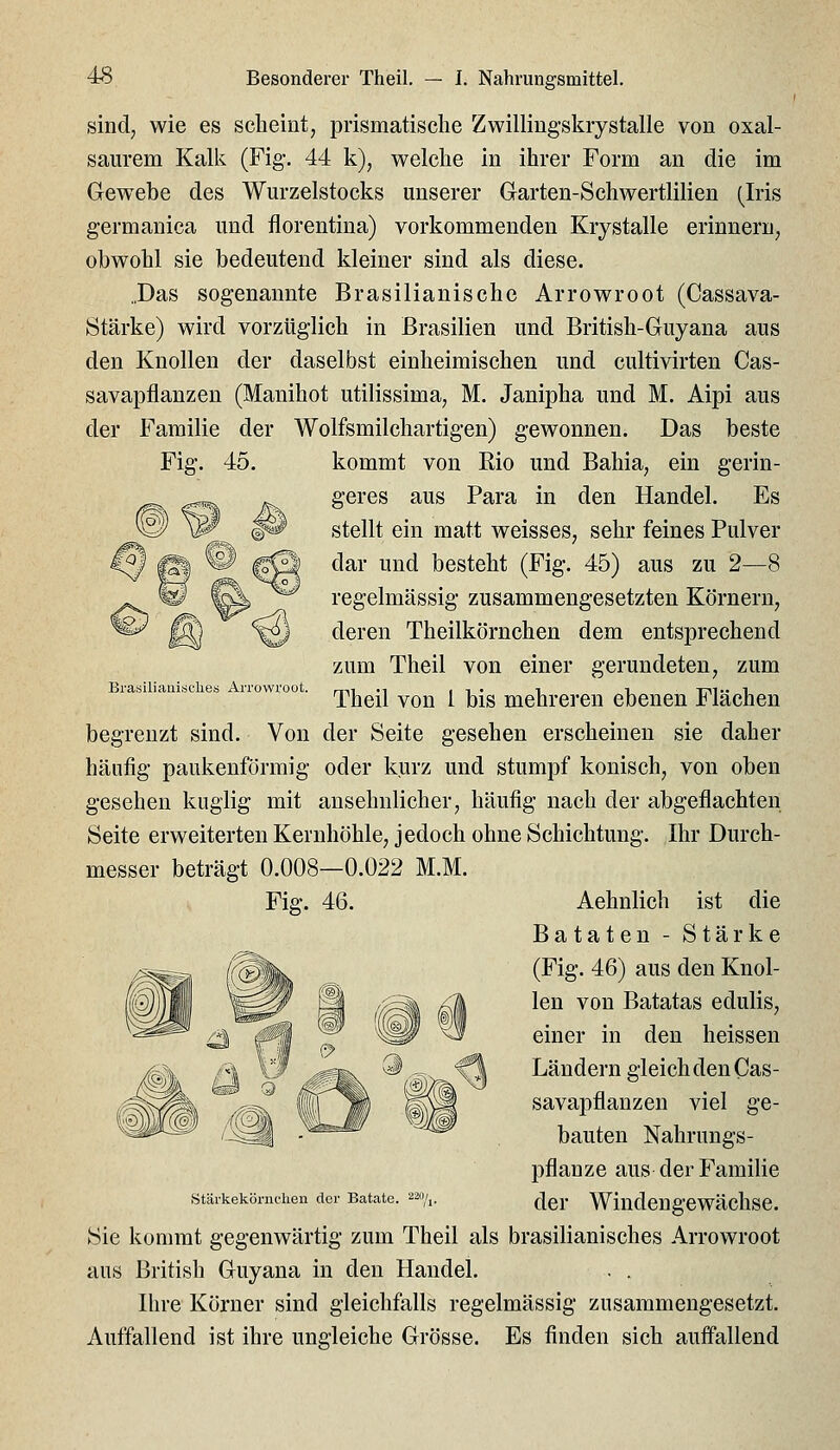 sind, wie es scheint, prismatische Zwilling-skrystalle von oxal- saurem Kalk (Fig-. 44 k), welche in ihrer Form an die im Gewebe des Wurzelstocks unserer G-arten-Schwertlilien (Iris germanica und florentina) vorkommenden Krystalle erinnern, obwohl sie bedeutend kleiner sind als diese. „Das sogenannte Brasilianische Arrowroot (Cassava- Stärke) wird vorzüglich in Brasilien und British-Guyana aus den Knollen der daselbst einheimischen und cultivirten Cas- savapflanzen (Manihot utilissima, M. Janipha und M. Aipi aus der Familie der Wolfsmilchartigen) gewonnen. Das beste Fig. 45. Brasiliaai.sclies Arrowroot. begrenzt sind kommt von Kio und Bahia, ein gerin- geres aus Para in den Handel. Es stellt ein matt weisses, sehr feines Pulver dar und besteht (Fig. 45) aus zu 2—8 regelmässig zusammengesetzten Körnern, deren Theilkörnchen dem entsprechend zum Theil von einer gerundeten, zum Theil von 1 bis mehreren ebenen Flächen Von der Seite gesehen erscheinen sie daher häufig paukenförmig oder kurz und stumpf konisch, von oben gesehen kiiglig mit ansehnlicher, häufig nach der abgeflachten Seite erweiterten Kernhöhle, jedoch ohne Schichtung. Ihr Durch- messer beträgt 0.008—0.022 M.M. Fig. 46. Aehnlich ist die Bataten - Stärke (Fig. 46) aus den Knol- len von Batatas edulis, einer in den heissen Ländern gleich den Cas- savapflanzen viel ge- bauten Nahrungs- pflanze aus der Familie Stärkekönichen der Batate. 220/,. ^g^. Windengewächse. Sie kommt gegenwärtig zum Theil als brasilianisches Arrowroot aus British Guyana in den Handel. . . Ihre Körner sind gleichfalls regelmässig zusammengesetzt. Auffallend ist ihre ungleiche Grösse. Es finden sich auffallend