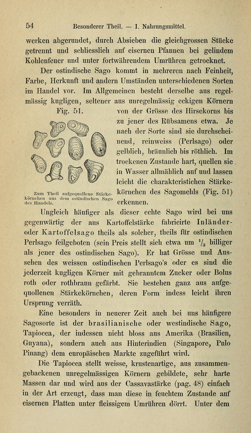 Zum Theil aufgequollene Stärke- körnclien aus dem ostindischen Sago des Handels. werken abgerundet, durch Absieben die gleichgrossen Stücke getrennt und schliesslich auf eisernen Pfannen bei gelindem Kohlenfeuer und unter fortwährendem Umrühren getrocknet. Der ostindische Sago kommt in mehreren nach Feinheit, Farbe, Herkunft und andern Umständen unterschiedenen Sorten im Handel vor. Im Allgemeinen besteht derselbe aus regel- mässig kugligen, seltener aus unregelmässig eckigen Körnern Fig. 51. von der Grösse des Hirsekorns bis zu jener des Rübsamens etwa. Je nach der Sorte sind sie durchschei- nend, reinweiss (Perlsago) oder gelblich, bräunlich bis röthlich. Im trockenen Zustande hart, quellen sie in Wasser allmählich auf und lassen leicht die charakteristichen Stärke- körnchen des Sagomehls (Fig. 51) erkennen. Ungleich häufiger als dieser echte Sago wird bei uns gegenwärtig der aus Kartoffelstärke fabricirte Inländer- oder Kartoffelsago theils als solcher, theils für ostindischen Perlsago feilgeboten (sein Preis stellt sich etwa um Vs billiger als jener des ostindischen Sago). Er hat Grösse und Aus- sehen des weissen ostindischen Perlsago's oder es sind die jederzeit kugligen Körner mit gebranntem Zucker oder Bolus roth oder rothbraun gefärbt. Sie bestehen ganz aus aufge- quollenen Stärkekörnchen, deren Form indess leicht ihren Ursprung verräth. Eine besonders in neuerer Zeit auch bei uns häufigere Sagosorte ist der brasilianische oder westindische Sago, Tapiocca, der indessen nicht bloss aus Amerika (Brasilien, Guyana), sondern auch aus Hinterindien (Singapore, Pulo Pinang) dem europäischen Markte zugeführt wird. Die Tapiocca stellt weisse, krustenartige, aus zusammen- gebackenen unregelmässigen Körnern gebildete, sehr harte Massen dar und wird aus der Cassavastärke (pag. 48) einfach in der Art erzeugt, dass man diese in feuchtem Zustande auf eisernen Platten unter fleissigem Umrühren dörrt. Unter dem