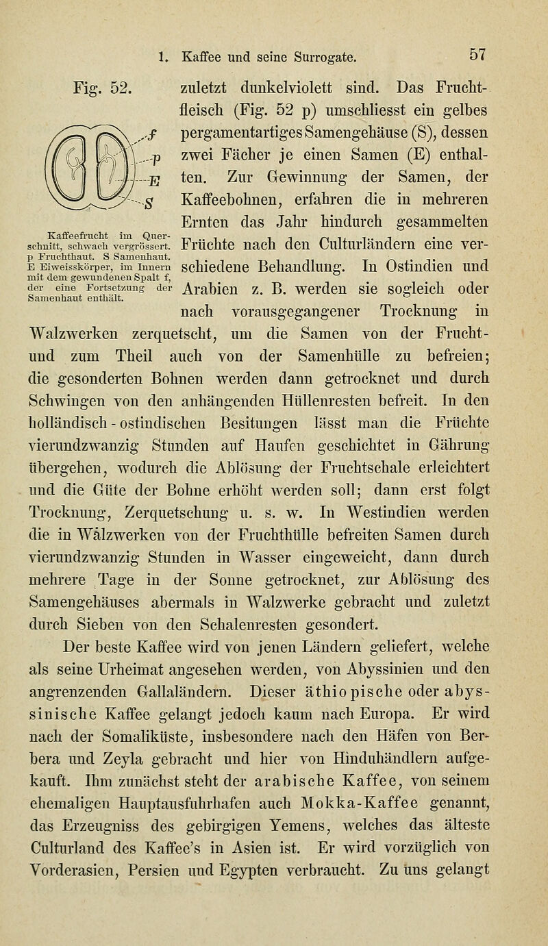 Fig. 52. zuletzt dimkelviolett sind. Das Frucht- fleisch (Fig. 52 p) umschliesst ein gelbes pergamentartigesSamengehäuse (S), dessen zwei Fächer je einen Samen (E) enthal- ten. Zur Gewinnung der Samen, der Kaffeebohnen, erfahren die in mehreren Ernten das Jahr hindurch gesammelten Kaffeeft'ucht im Quer- -ni.ii ii /^ixt.-t schnitt, sciiwach vergrössert. Fruchtc nach ücn Culturlanüem eine ver- p FructitliaTit. S Samenhaut. ■, . -, -i-»i n t/^'t ^ E Eiweissköiper, im Innern schicdene Behandlung. In Ostindien und mit dem gewundenen Spalt f, der eine Fortsetzung der Arabien z. B. wcrdcu slc soglelch oder Samenhaut enthält.  nach vorausgegangener Trocknung in Walzwerken zerquetscht, um die Samen von der Frucht- und zum Theil auch von der Samenhülle zu befreien; die gesonderten Bohnen werden dann getrocknet und durch Schwingen von den anhängenden Hiillenresten befreit. In den holländisch - ostindischen Besitungen lässt man die Früchte vierundzwanzig Stunden auf Haufen geschichtet in Gährung übergehen, wodurch die Ablösung der Fruchtschale erleichtert und die Güte der Bohne erhöht werden soll; dann erst folgt Trocknung, Zerquetschung u. s. w. In Westindien werden die in Wälzwerken von der Fruchthülle befreiten Samen durch vierundzwanzig Stunden in Wasser eingeweicht, dann durch mehrere Tage in der Sonne getrocknet, zur Ablösung des Samengehäuses abermals in Walzwerke gebracht und zuletzt durch Sieben von den Schalenresten gesondert. Der beste Kaffee wird von jenen Ländern geliefert, welche als seine Urheimat angesehen werden, von Abyssinien und den angrenzenden Gallaländern. Dieser äthiopische oder abys- sinische Kaffee gelangt jedoch kaum nach Europa. Er wird nach der Somaliküste, insbesondere nach den Häfen von Ber- bera und Zeyla gebracht und hier von Hinduhändlern aufge- kauft. Ihm zunächst steht der arabische Kaffee, von seinem ehemaligen Hauptausfiihrhafen auch Mokka-Kaffee genannt, das Erzeugniss des gebirgigen Yemens, welches das älteste Culturland des Kaffee's in Asien ist. Er wird vorzüglich von Vorderasien, Persien und Egypten verbraucht. Zu uns gelangt