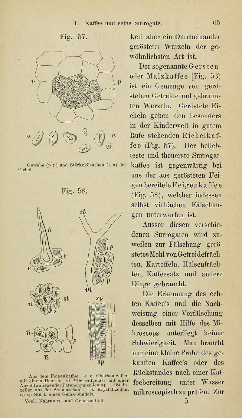 Fig-. 57. keit aber ein Durcheinander gerösteter Wurzeln der ge- wöhnlichsten Art ist. Der sogenannte Gersten- oder Malzkaffee [Fig. 56) ist ein Gemenge von gerö- stetem Getreide und gebrann- ten Wurzeln. Geröstete Ei- cheln geben den besonders in der Kinderwelt in gutem Rufe stehenden Eichelkaf- fee (Fig. 57). Der belieb- teste und theuerste Surrogat- Gewebe (p p) und Stärkekönicheu (a a> der kaffcC ist gegenwärtig bcl uns der aus gerösteten Fei- gen bereitete Feigenkaffee Fis 58 ° * (Fig. 58), welcher indessen selbst vielfachen Fälschun- gen unterworfen ist. Ausser diesen verschie- denen Surrogaten wird zu- weilen zur Fälschung gerö- stetes Mehl von Getreidefrüch- ten, Kartoffeln, Hülsenfrüch- ten, Kaffeesatz und andere Dinge gebraucht. Die Erkennung des ech- ten Kaffee's und die Nach- weisung einer Verfälschung desselben mit Hilfe des Mi- kroscops unterliegt keiner Schwierigkeit. Man braucht nur eine kleine Probe des ge- kauften Kaffee's oder des Rückstandes nach einer Kaf- ^^:Si5^^p™Ü;^zSp.1t^^ feebereitung unter Wasser T^v^^lin!^^:^^^'^'''^'^''''- mikroscopisch zu prüfen. Zur Vogl, Nahrungs- und Genussmittel. ^ Aus dem Feigenkaffee, e e Oberhautzellen