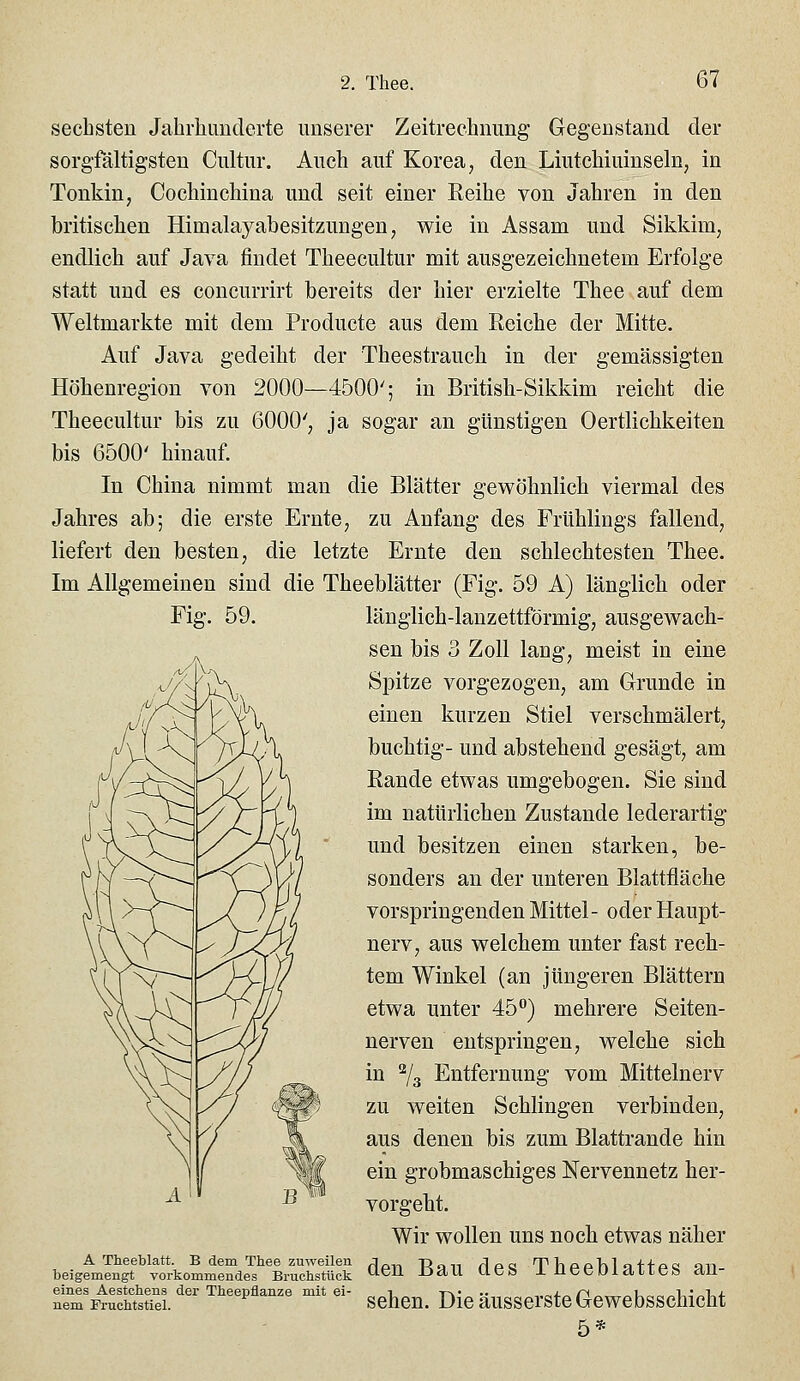 sechsten Jahrliuuderte unserer Zeitrechnung Gegenstand der sorgfältigsten Cultur. Auch auf Korea, den Liutchiuinseln, in Tonkin, Cochinchina und seit einer Reihe von Jahren in den britischen Himalayabesitzungen, wie in Assam und Sikkim, endlich auf Java findet Theecultur mit ausgezeichnetem Erfolge statt und es concurrirt bereits der hier erzielte Thee auf dem Weltmarkte mit dem Producte aus dem Reiche der Mitte. Auf Java gedeiht der Theestrauch in der gemässigten Höhenregion von 2000—4500'; in British-Sikkim reicht die Theecultur bis zu 6000', ja sogar an günstigen Oertlichkeiten bis 6500' hinauf. In China nimmt man die Blätter gewöhnlich viermal des Jahres ab; die erste Ernte, zu Anfang des Frühlings fallend, liefert den besten, die letzte Ernte den schlechtesten Thee. Im Allgemeinen sind die Theeblätter (Fig. 59 A) länglich oder Fig. 59. länglich-lanzettförmig, ausgewach- sen bis 3 Zoll lang, meist in eine Spitze vorgezogen, am Grunde in einen kurzen Stiel verschmälert, buchtig- und abstehend gesägt, am Rande etwas umgebogen. Sie sind im natürlichen Zustande lederartig und besitzen einen starken, be- sonders an der unteren Blattfläche vorspringenden Mittel- oder Haupt- nerv, aus welchem unter fast rech- tem Winkel (an Jüngeren Blättern etwa unter 45) mehrere Seiten- nerven entspringen, welche sich, in ^3 Entfernung vom Mittelnerv zu weiten Schlingen verbinden, aus denen bis zum Blattrande hin ein grobmaschiges Nervennetz her- vorgeht. Wir wollen uns noch etwas näher A Theeblatt. B dem Thee zuweilen J_ Rem rlp« TliPphla+fA« nn beigemengt vorkommendes Bruchstück ^^'^ JJd,U UCö J.ilccui<lLLeö ctu neTÄttiei.''^''''''' '*  scbcn. Die äusscrstc Gcwebsschicht 5*