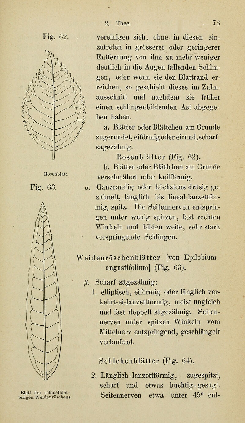 Rosenblatt. Fig. 63. Fig. 62. vereinigen sich, ohne in diesen ein- zutreten in grösserer oder geringerer Entfernung von ihm zu mehr weniger deutlieh in die Augen fallenden Schlin- gen, oder wenn sie den Blattrand er- reichen, so geschieht dieses im Zahn- ausschnitt und nachdem sie früher einen schlingenbildenden Ast abgege- ben haben. a. Blätter oder Blättchen am Grunde zugerundet, eiförmig oder eirund, scharf- sägezähnig. Kosenblätter (Fig. 62). b. Blätter oder Blättchen am Grunde verschmälert oder keilförmig. a, Ganzrandig oder höchstens drüsig ge- zähnelt, länglich bis lineal-lanzettför- mig, spitz. Die Seitennerven entsprin- gen unter wenig spitzen, fast rechten Winkeln und bilden weite, sehr stark vorspringende Schlingen. Weidenröschenblätter [von Epilobium angustifolium] (Fig. 63). ß. Scharf sägezähnig; 1. elliptisch, eiförmig oder länglich ver- kehrt-ei-lanzettförmig, meist ungleich und fast doppelt sägezähnig. Seiten- nerven unter spitzen Winkeln vom Mittelnerv entspringend, geschlängelt verlaufend. Schlehenblätter (Fig. 64). 2. Länglich-lanzettförmig, zugespitzt, scharf und etwas buchtig-gesägt. Seitennerven etwa unter 45° ent- Blatt des schmalblät- terigen Weidenröscheas.