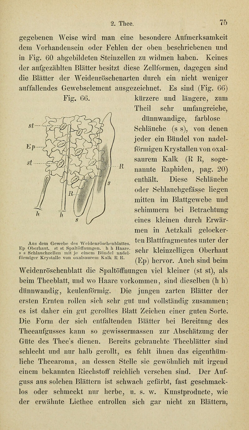 gegebenen Weise wird man eine besondere Aufmerksamkeit dem Vorhandensein oder Fehlen der oben beschriebenen und in Fig. 60 abgebildeten Steinzellen zu widmen haben. Keines der aufgezählten Blätter besitzt diese Zellformen, dagegen sind die Blätter der Weidenröschenarten durch ein nicht weniger auffallendes Gewebselement ausgezeichnet. Es sind (Fig. 66) Fig. 66. kürzere und längere, zum Theil sehr umfangreiche, dünnwandige, farblose Schläuche (s s), von denen jeder ein Bündel von nadei- förmigen Krystallen von oxal- saurem Kalk (R R, soge- nannte Raphiden, pag. 20) enthält. Diese Schläuche oder Schlauchgefässe liegen mitten im Blattgewebe und schimmern bei Betrachtung eines kleinen durch Erwär- men in Aetzkali gelocker- ten Blattfragmentes unter der sehr kleinzelligen Oberhaut (Ep) hervor. Auch sind beim Weidenröschenblatt die Spaltöffnungen viel kleiner (st st), als beim Theeblatt, und wo Haare vorkommen, sind dieselben (h h) dünnwandig, keulenförmig. Die jungen zarten Blätter der ersten Ernten rollen sich sehr gut und vollständig zusammen; es ist daher ein gut gerolltes Blatt Zeichen einer guten Sorte. Die Form der sich entfaltenden Blätter bei Bereitung des Theeaufgusses kann so gewissermassen zur Abschätzung der Güte des Thee's dienen. Bereits gebrauchte Theeblätter sind schlecht und nur halb gerollt, es fehlt ihnen das eigenthüm- liche Theearoma, an dessen Stelle sie gewöhnlich mit irgend einem bekannten Riechstoff reichlich versehen sind. Der Auf- guss aus solchen Blättern ist schwach gefärbt, fast geschmack- los oder schmeckt nur herbe, u. s. w. Kunstproducte, wie der erwähnte Liethee entrollen sich gar nicht zu Blättern, Aus dem Gewebe des Weidenrösclienblattes. Ep Oberhaut, st st Spaltöifnungen. h h Haare. s s Schlauchzellen mit je einem Bündel nadei- förmiger Krystalle von oxalsaurem Kalk R R.