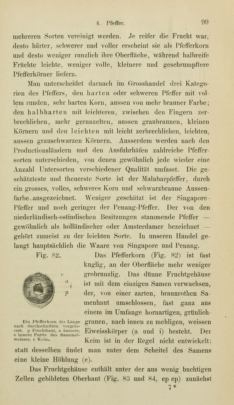 mehreren Sorten vereinigt werden. Je reifer die Frucht war, desto härter, schwerer und voller erscheint sie als Pfeiferkorn und desto weniger runzlich ihre Oberfläche, während halbreife Früchte leichte, weniger volle, kleinere und geschrumpftere Pfefferkörner liefern. Man unterscheidet darnach im Grosshandel drei Katego- rien des Pfeifers, den harten oder schweren Pfeffer mit vol- lem runden, sehr harten Korn, aussen von mehr brauner Farbe; den halbharteu mit leichteren, zwischen den Fingern zer- brechlichen, mehr gerunzelten, aussen graubraunen, kleinen Körnern und den leichten mit leicht zerbrechlichen, leichten, aussen grauschwarzen Körnern. Ausserdem werden nach den Productionsläudern und den Ausfuhrhäfen zahlreiche Pfeffer- sorten unterschieden, von denen gewöhnlich jede wieder eine Anzahl Untersorten verschiedener Qualität umfasst. Die ge- schätzteste und theuerste Sorte ist der Malabarpfeffer, durch ein grosses, volles, schweres Korn und schwarzbraune Aussen- farbe .ausgezeichnet. Weniger geschätzt ist der Singapore- Pfeffer und noch geringer der Penang-Pfeffer. Der von den niederländisch-ostindischen Besitzungen stammende Pfeffer — gewöhnlich als holländischer oder Amsterdamer bezeichnet — gehört zumeist zu der leichten Sorte. In unseren Handel ge- langt hauptsächlich die Waare von Singapore und Penang. Fig. 82. Das Pfefferkorn (Fig. 82) ist fast kuglig, an der Oberfläche mehr weniger ^^^^^ p grobrunzlig. Das dünne Fruchtgehäuse £ 4_ li ist mit dem einzigen Samen verwachsen, \ 7/ ? der, von einer zarten, braunrothen Sa- ^^^^^ menhaut umschlossen, fast ganz aus einem im Umfange hornartigen, grünlich- EiD Pfefferkoni der Länge graueu, nach inncu ZU mehligen, weissen nach diu'chsclmitten, vergrös- sert. p Fntciitiiaut, a äussere, Eiwcisskörpcr (a uud i) bcsteht. Der e innere Partie des Samenei- ^ ^ ■' weisses, e Keim. ggjj^ igt iu dcr Regcl ulcht cntwickclt; statt desselben findet man unter dem Scheitel des Samens eine kleine Höhlung (e). Das Fruchtgehäuse enthält unter der aus wenig buchtigen Zellen gebildeten Oberhaut (Fig. 83 und 84, ep ep) zunächst