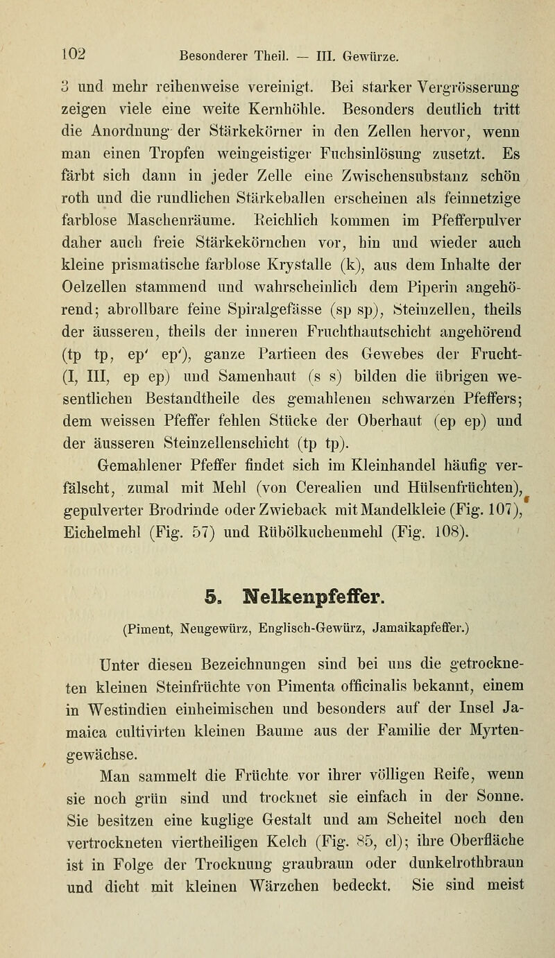 o und mehr reihenweise vereinigt. Bei starker Vergrössemng zeigen viele eine weite Kernhöhle. Besonders deutlich tritt die Anordnung der Stärkekörner in den Zellen hervor^ wenn man einen Tropfen weingeistiger Fuchsinlösung zusetzt. Es färbt sich dann in jeder Zelle eine Zwischensubstanz schön roth und die rundlichen Stärkeballen erscheinen als feinnetzige farblose Maschenräume. Reichlich kommen im Pfefferpulver daher auch freie Stärkekörnchen vor, hin und wieder auch kleine prismatische farblose Krystalle (k), aus dem Inhalte der Oelzellen stammend und wahrscheinlich dem Piperin angehö- rend; abrollbare feine Spiralgefässe (sp sp), Steiuzellen, theils der äusseren, theils der inneren Fruchthautschicht angehörend (tp tp, ep' ep'), ganze Partieen des Gewebes der Frucht- (I, III, ep ep) und Samenhaut fs s) bilden die übrigen we- sentlichen Bestandtheile des gemahlenen schwarzen Pfeffers; dem weissen Pfeffer fehlen Stücke der Oberhaut (ep ep) und der äusseren Steinzellenschicht (tp tp). Gemahlener Pfeffer findet sich im Kleinhandel häufig ver- fälscht, zumal mit Mehl (von Cerealien und Hülsenfrüchten), gepulverter Brodrinde oder Zwieback mit Mandelkleie (Fig. 107), Eichelmehl (Fig. 57) und Rtibölkuchenmehl (Fig. 108). 5. Nelkenpfeffer. (Piment, Neugewürz, Englisch-Gewürz, Jamaikapfefifer.) Unter diesen Bezeichnungen sind bei uns die getrockne- ten kleinen Steinfrüchte von Pimenta officinalis bekannt, einem in Westindien einheimischen und besonders auf der Insel Ja- maica cultivirten kleinen Baume aus der Familie der Myrten- gewächse. Man sammelt die Früchte vor ihrer völligen Reife, wenn sie noch grün sind und trocknet sie einfach in der Sonne. Sie besitzen eine kuglige Gestalt und am Scheitel noch den vertrockneten viertheiligen Kelch (Fig. 85, cl); ihre Oberfläche ist in Folge der Trocknung graubraun oder dunkelrothbraun und dicht mit kleinen Wärzchen bedeckt. Sie sind meist