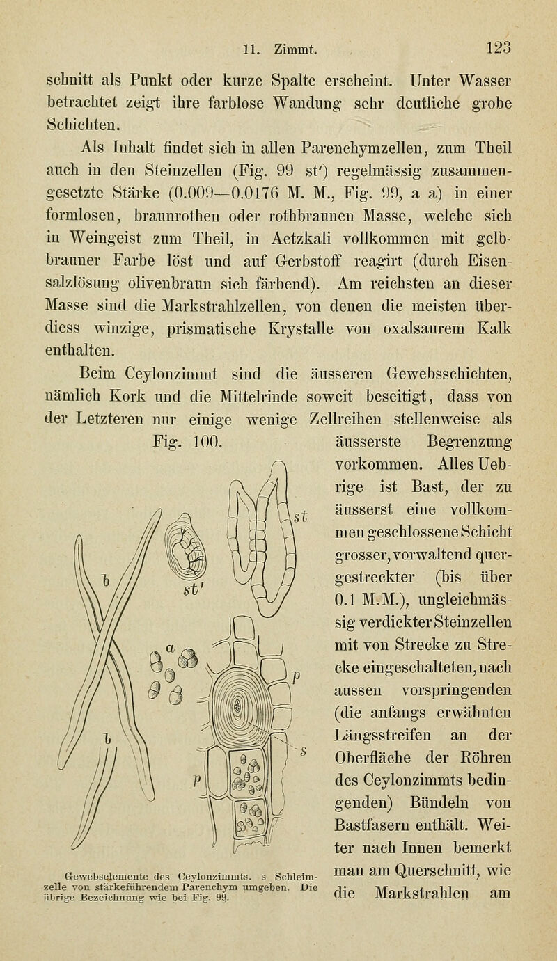 schnitt als Pimkt oder kurze Spalte erscheint. Unter Wasser betrachtet zeigt ihre farblose Wandung sehr deutliehe grobe Schichten. Als Inhalt findet sich in allen Parenchymzellen, zum Theil auch in den Steinzellen (Fig. 99 st') regelmässig zusammen- gesetzte Stärke (0.009—0.0176 M. M., Fig. 99, a a) in einer formlosen, brauurothen oder rothbraunen Masse, welche sich in Weingeist zum Theil, in Aetzkali vollkommen mit gelb- brauner Farbe löst und auf Gerbstoff reagirt (durch Eisen- salzlösung olivenbraun sich färbend). Am reichsten an dieser Masse sind die Markstrahlzellen, von denen die meisten über- diess winzige, prismatische Krystalle von oxalsaurem Kalk enthalten. Beim Ceylon zimmt sind die äusseren Gewebsschichten, nämlich Kork und die Mittelrinde soweit beseitigt, dass von der Letzteren nur einige wenige Zellreihen stellenweise als Fiff. 100. Gewebselemente des Ceylonzimmts. s Schleim- zelle von stärkeführendem Parenchym umgeben. Die übrige Bezeichnung wie bei Fig. 99- äusserste Begrenzung vorkommen. Alles Ueb- rige ist Bast, der zu äusserst eine vollkom- men geschlossene Schicht grosser, vorwaltend quer- gestreckter (bis über 0.1 M.M.), ungleichmäs- sig verdickter Steinzellen mit von Strecke zu Stre- cke eingeschalteten, nach aussen vorspringenden (die anfangs erwähnten Längsstreifen an der Oberfläche der Bohren des Ceylonzimmts bedin- genden) Bündeln von Bastfasern enthält. Wei- ter nach Innen bemerkt man am Querschnitt, wie die Markstrahlen am