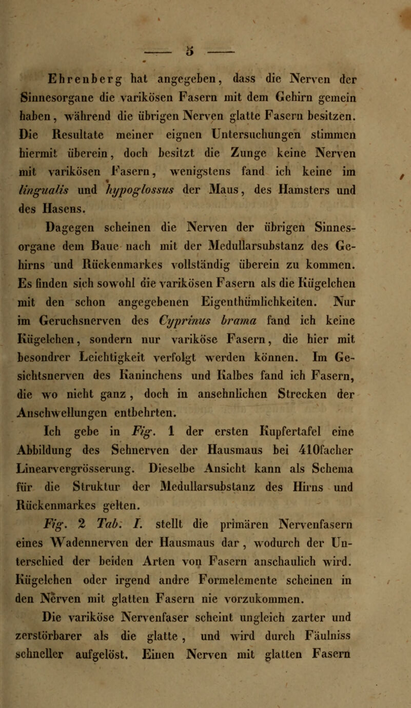 Ehrenberg hat angegeben, dass die Nerven der Sinnesorgane die varikösen Fasern mit dem Gehirn gemein haben, während die übrigen Nerven glatte Fasern besitzen. Die Resultate meiner eignen Untersuchungen stimmen hiermit überein, doch besitzt die Zunge keine Nerven mit varikösen Fasern, wenigstens fand ich keine im « linguales und hypoglossus der Maus, des Hamsters und des Hasens. Dagegen scheinen die Nerven der übrigen Sinnes- organe dem Baue nach mit der Medullarsubstanz des Ge- hirns und Rückenmarkes vollständig überein zu kommen. Es finden sich sowohl die varikösen Fasern als die Kügelehen mit den schon angegebenen Eigenthümlichkeiten. Nur im Geruchsnerven des Cyprinus brarna fand ich keine Kügelehen, sondern nur variköse Fasern, die hier mit besondrer Leichtigkeit verfolgt werden können. Im Ge- sichtsnerven des Kaninchens und Kalbes fand ich Fasern, die wo nicht ganz, doch in ansehnlichen Strecken der Anschwellungen entbehrten. Ich gebe in Fig. 1 der ersten Kupfertafel eine Abbildung des Sehnerven der Hausmaus bei 410facher Linearvergrösserung. Dieselbe Ansicht kann als Schema für die Struktur der Medullarsubstanz des Hirns und Rückenmarkes gelten. Fig. % Tab. I. stellt die primären Nervenfasern eines Wadennerven der Hausmaus dar, wodurch der Un- terschied der beiden Arten von Fasern anschaulich wird. Kügelehen oder irgend andre Formelemente scheinen in den Nerven mit glatten Fasern nie vorzukommen. Die variköse Nervenfaser scheint ungleich zarter und zerstörbarer als die glatte , und wird durch Fäulniss schneller aufgelöst. Einen Nerven mit glatten Fasern