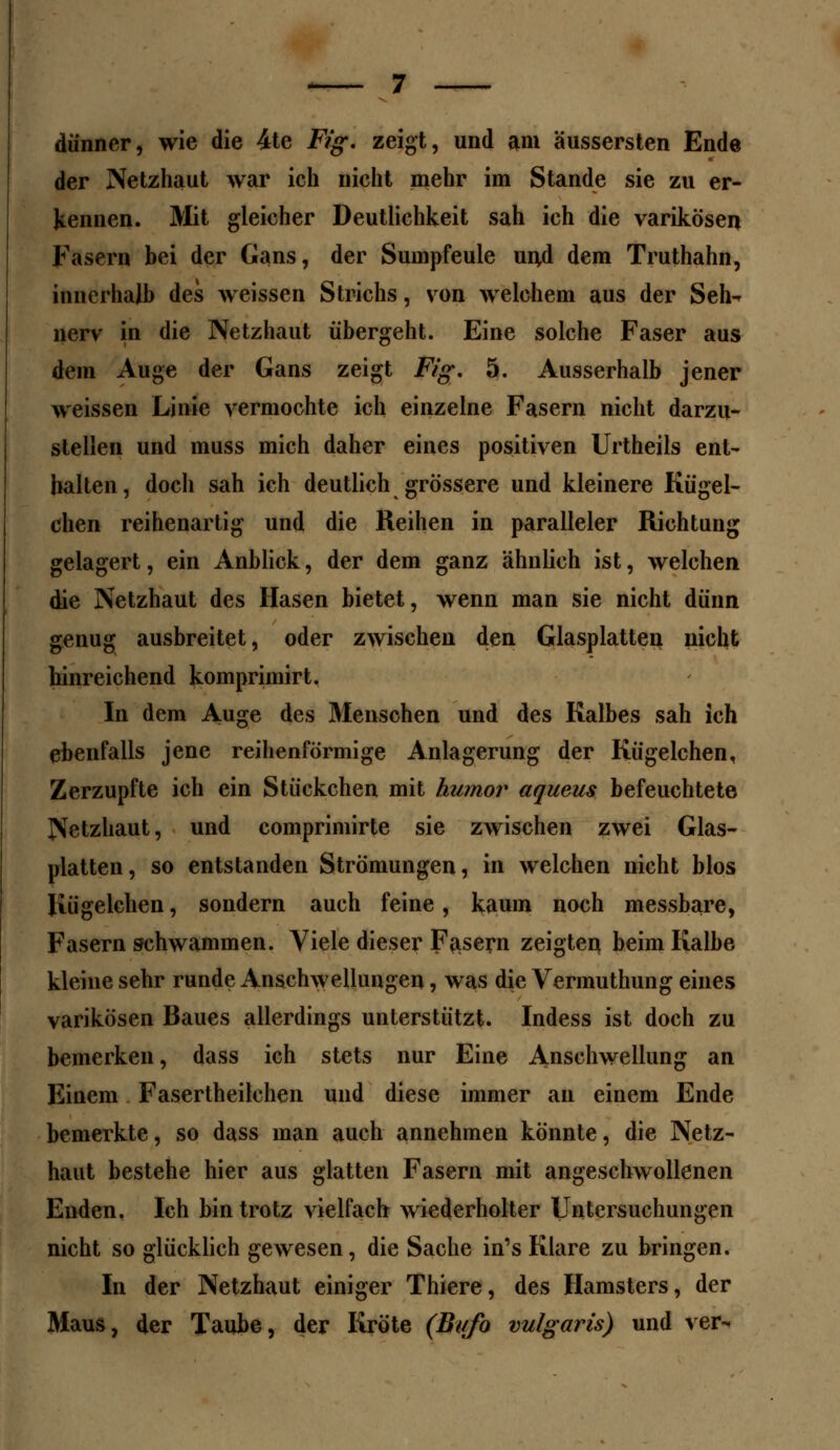 dünner, wie die 4te Fig. zeigt, und am äussersten Ende der Netzhaut war ich nicht mehr im Stande sie zu er- kennen. Mit gleicher Deutlichkeit sah ich die varikösen Fasern bei der Gans, der Sumpfeule und dem Truthahn, innerhalb des weissen Strichs, von welchem aus der Seh^ nerv in die Netzhaut übergeht. Eine solche Faser aus dein Auge der Gans zeigt Fig. 5. Ausserhalb jener weissen Linie vermochte ich einzelne Fasern nicht darzu- stellen und muss mich daher eines positiven Urtheils ent- halten, doch sah ich deutlich grössere und kleinere Kügel- chen reihenartig und die Reihen in paralleler Richtung gelagert, ein Anblick, der dem ganz ähnlich ist, welchen die Netzhaut des Hasen bietet, wenn man sie nicht dünn genug ausbreitet, oder zwischen den Glasplatten nicht hinreichend komprimirt. In dem Auge des Menschen und des Kalbes sah ich ebenfalls jene reihenförmige Anlagerung der Kügelchen, Zerzupfte ich ein Stückchen mit humor aqueus befeuchtete Netzhaut, und comprimirte sie zwischen zwei Glas- platten, so entstanden Strömungen, in welchen nicht blos Kügelchen, sondern auch feine, kaum noch messbare, Fasern schwammen. Viele dieser Fasern zeigten beim Kalbe kleine sehr runde Anschwellungen, was die Vennuthung eines varikösen Baues allerdings unterstützt. Indess ist doch zu bemerken, dass ich stets nur Eine Anschwellung an Einem Fasertheilchen und diese immer an einem Ende bemerkte, so dass man auch annehmen könnte, die Netz- haut bestehe hier aus glatten Fasern mit angeschwollenen Enden. Ich bin trotz vielfach wiederholter Untersuchungen nicht so glücklich gewesen, die Sache in's Klare zu bringen. In der Netzhaut einiger Thiere, des Hamsters, der Maus, der Taube, der Kröte (Bttfo vulgaris) und ver-