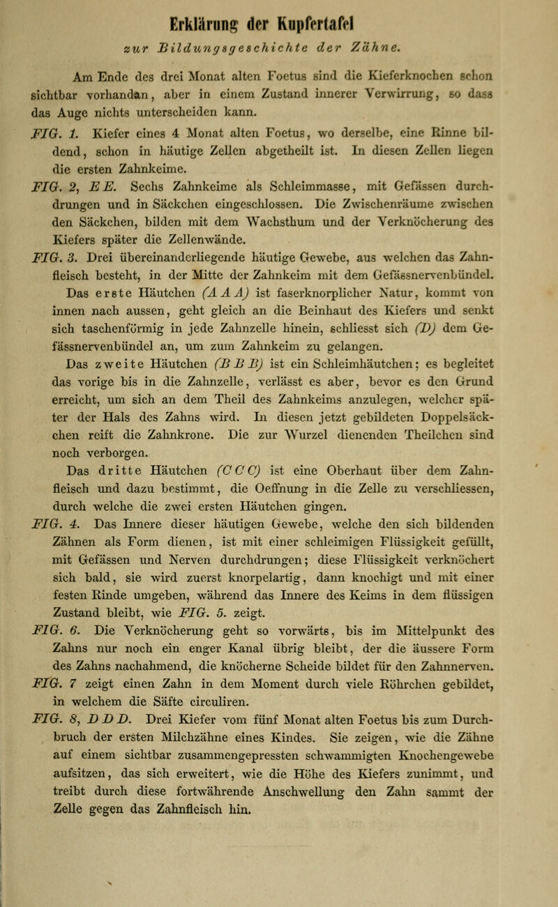 Erklärung der KupfertafVl zur Bildungsgeschichte der Zähne. Am Ende des drei Monat alten Foetus sind die Kieferknochen schon sichtbar vorhanden, aber in einem Zustand innerer Verwirrung, so dasa das Auge nichts unterscheiden kann. FIG. 1. Kiefer eines 4 Monat alten Foetus, wo derselbe, eine Rinne bil- dend, schon in häutige Zellen abgetheilt ist. In diesen Zellen liegen die ersten Zahnkeime. FIG. 2, EE. Sechs Zahnkeimc als Schleimmasse, mit Gefässen durch- drungen und in Säckchen eingeschlossen. Die Zwischenräume zwischen den Säckchen, bilden mit dem Wachsthum und der Verknöcherung des Kiefers später die Zellenwände. FIG. 3. Drei übereinanderliegende häutige Gewebe, aus welchen das Zahn- fleisch besteht, in der Mitte der Zahnkeim mit dem Gefässnervenbündel. Das erste Häutchen (AA A) ist faserknorplicher Natur, kommt von innen nach aussen, geht gleich an die Beinhaut des Kiefers und senkt sich taschenförmig in jede Zahnzelle hinein, schliesst sich (DJ dem Ge- fässnervenbündel an, um zum Zahnkeim zu gelangen. Das zweite Häutchen (B B B) ist ein Schleimhäutchen; es begleitet das vorige bis in die Zahnzelle, verläset es aber, bevor es den Grund erreicht, um sich an dem Theil des Zahnkeims anzulegen, welcher spä- ter der Hals des Zahns wird. In diesen jetzt gebildeten Doppelsäck- chen reift die Zahnkrone. Die zur Wurzel dienenden Theilchcn sind noch verborgen. Das dritte Häutchen (CCC) ist eine Oberhaut über dem Zahn- fleisch und dazu bestimmt, die Oeffnung in die Zelle zu verschliessen, durch welche die zwei ersten Häutchen gingen. FIG. 4. Das Innere dieser häutigen Gewebe, welche den sich bildenden Zähnen als Form dienen, ist mit einer schleimigen Flüssigkeit gefüllt, mit Gefässen und Nerven durchdrungen; diese Flüssigkeit verknöchert sich bald, sie wird zuerst knorpelartig, dann knochigt und mit einer festen Rinde umgeben, während das Innere des Keims in dem flüssigen Zustand bleibt, wie FIG. 5. zeigt. FIG. 6. Die Verknöcherung geht so vorwärts, bis im Mittelpunkt des Zahns nur noch ein enger Kanal übrig bleibt, der die äussere Form des Zahns nachahmend, die knöcherne Scheide bildet für den Zahnnerven. FIG. 7 zeigt einen Zahn in dem Moment durch viele Röhrchen gebildet, in welchem die Säfte circuliren. FIG. 8, D D D. Drei Kiefer vom fünf Monat alten Foetus bis zum Durch- bruch der ersten Milchzähne eines Kindes. Sie zeigen, wie die Zähne auf einem sichtbar zusammengepressten schwammigten Knochengewebe aufsitzen, das sich erweitert, wie die Höhe des Kiefers zunimmt, und treibt durch diese fortwährende Anschwellung den Zahn sammt der Zelle gegen das Zahnfleisch hin.
