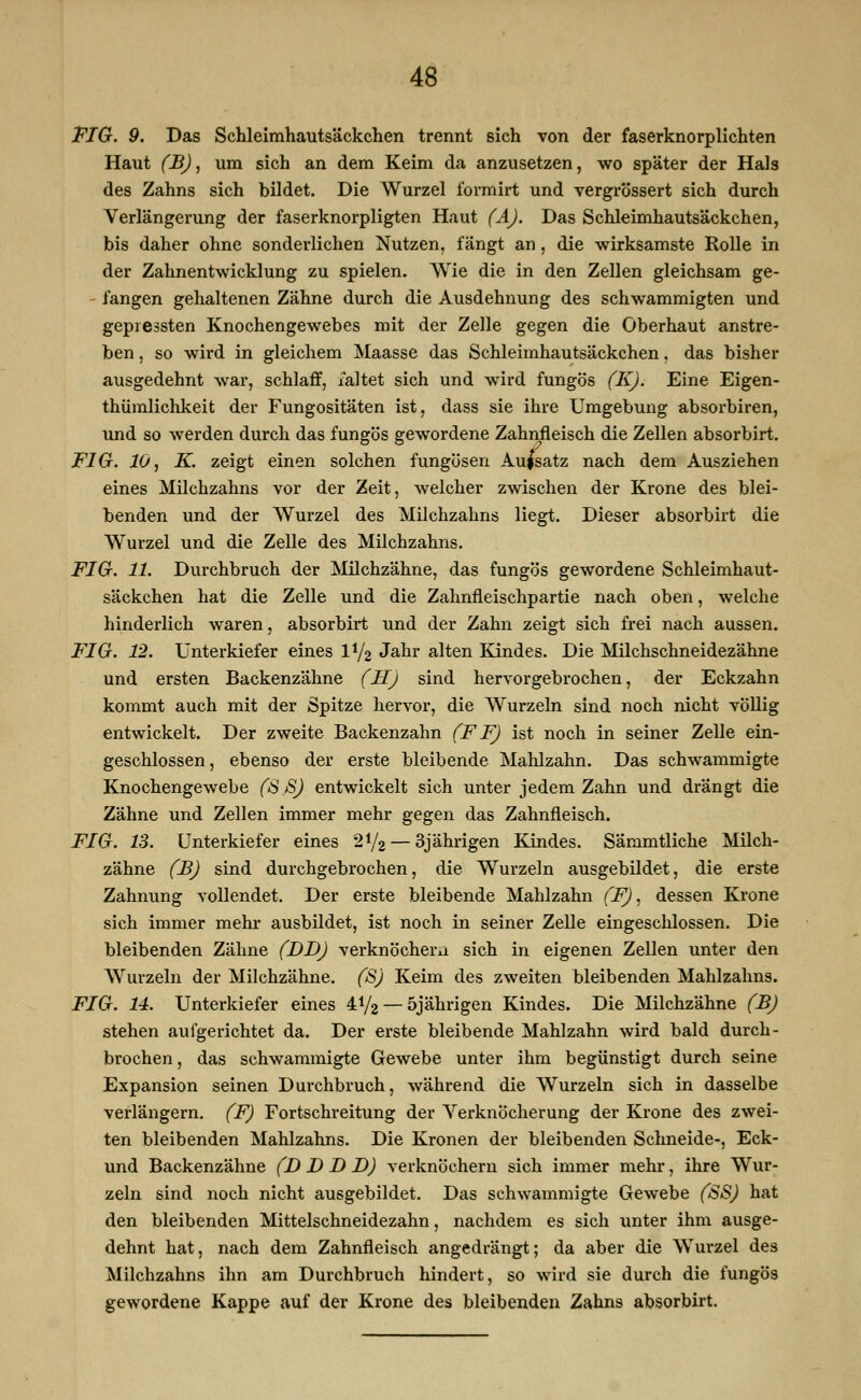 48 FIG. 9. Das Schleimhautsäckchen trennt sich von der faserknorplichten Haut (B), um sich an dem Keim da anzusetzen, wo später der Hals des Zahns sich bildet. Die Wurzel formirt und vergrössert sich durch Verlängerung der faserknorpligten Haut (A). Das Schleimhautsäckchen, bis daher ohne sonderlichen Nutzen, fängt an, die wirksamste Rolle in der Zahnentwicklung zu spielen. Wie die in den Zellen gleichsam ge- langen gehaltenen Zähne durch die Ausdehnung des schwammigten und gepressten Knochengewebes mit der Zelle gegen die Oberhaut anstre- ben , so wird in gleichem Maasse das Schleimhautsäckchen, das bisher ausgedehnt war, schlaff, faltet sich und wird fungös (K). Eine Eigen- tümlichkeit der Fungositäten ist, dass sie ihre Umgebung absorbiren, und so werden durch das fungös gewordene Zahnfleisch die Zellen absorbirt. FIG. 10, K. zeigt einen solchen fungösen Aufsatz nach dem Ausziehen eines Milchzahns vor der Zeit, welcher zwischen der Krone des blei- benden und der Wurzel des Milchzahns liegt. Dieser absorbirt die Wurzel und die Zelle des Milchzahns. FIG. 11. Durchbruch der Milchzähne, das fungös gewordene Schleimhaut- säckchen hat die Zelle und die Zahnfieischpartie nach oben, welche hinderlich waren, absorbirt und der Zahn zeigt sich frei nach aussen. FIG. 12. Unterkiefer eines IV2 Jahr alten Kindes. Die Milchschneidezähne und ersten Backenzähne (II) sind hervorgebrochen, der Eckzahn kommt auch mit der Spitze hervor, die Wurzeln sind noch nicht völlig entwickelt. Der zweite Backenzahn (FF) ist noch in seiner Zelle ein- geschlossen, ebenso der erste bleibende Mahlzahn. Das schwammigte Knochengewebe (S S) entwickelt sich unter jedem Zahn und drängt die Zähne und Zellen immer mehr gegen das Zahnfleisch. FIG. 13. Unterkiefer eines 2y2 — 3jährigen Kindes. Sämmtliche Milch- zähne (B) sind durchgebrochen, die Wurzeln ausgebildet, die erste Zahnung vollendet. Der erste bleibende Mahlzahn (F), dessen Krone sich immer mehr ausbildet, ist noch in seiner Zelle eingeschlossen. Die bleibenden Zähne (DD) verknöchern sich in eigenen Zellen unter den Wurzeln der Milchzähne. (S) Keim des zweiten bleibenden Mahlzahns. FIG. 14. Unterkiefer eines 4V2 — 5jährigen Kindes. Die Milchzähne (B) stehen aulgerichtet da. Der erste bleibende Mahlzahn wird bald durch- brochen, das schwammigte Gewebe unter ihm begünstigt durch seine Expansion seinen Durchbruch, während die Wurzeln sich in dasselbe verlängern. (F) Fortschreitung der Verknöcherung der Krone des zwei- ten bleibenden Mahlzahns. Die Kronen der bleibenden Schneide-, Eck- und Backenzähne (D D D D) verknöchern sich immer mehr, ihre Wur- zeln sind noch nicht ausgebildet. Das schwammigte Gewebe (SS) hat den bleibenden Mittelschneidezahn, nachdem es sich unter ihm ausge- dehnt hat, nach dem Zahnfleisch angedrängt; da aber die Wurzel des Milchzahns ihn am Durchbruch hindert, so wird sie durch die fungös gewordene Kappe auf der Krone des bleibenden Zahns absorbirt.