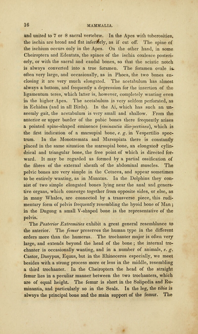 and united to 7 or 8 sacral vertebrae. In the Apes with tuberosities, the ischia are broad and flat inferrorly, as if cut off. The spine of the ischium occurs only in the Apes. On the other hand, in some Cheiroptera and Edentata, the spines of the ischia coalesce posteri- orly, or with the sacral and caudal bones, so that the sciatic notch is always converted into a true foramen. The foramen ovale is- often very large, and occasionally, as in Phoca, the two bones en- closing it are very much elongated. The acetabulum has almost always a bottom, and frequently a depression for the insertion of the ligamentum teres, which latter is, however, completely wanting even in the higher Apes. The acetabulum is very seldom perforated, as in Echidna (and in all Birds). In the Ai, which has such an un- seemly gait, the acetabulum is very small and shallow. From the anterior or upper border of the pubic bones there frequently arises a pointed spine-shaped eminence (eminantia ilio-pectinea), which is the first indication of a marsupial bone, e. g. in Vespertilio spec- trum. In the Monotremata and Marsupiata there is constantly placed in the same situation the marsupial bone, an elongated cylin- drical and triangular bone, the free point of which is directed for- ward. It may be regarded as formed by a partial ossification of the fibres of the external sheath of the abdominal muscles. The pelvic bones are very simple in the Cetacea, and appear sometimes to be entirely wanting, as in Manatus. In the Dolphins they con- sist of two simple elongated bones lying near the anal and genera- tive organs, which converge together from opposite sides, or else, as in many Whales, are connected by a transverse piece, this rudi- mentary form of pelvis frequently resembling the hyoid bone of Man ; in the Dugong a small V-shaped bone is the representative of the pelvis. The Posterior Extremities exhibit a great general resemblance to the anterior. The femur preserves the human type in the different orders more than the humerus. The trochanter major is often very large, and extends beyond the head of the bone ; the internal tro- chanter is occasionally wanting, and in a number of animals, e. g. Castor, Dasypus, Equus, but in the Rhinoceros especially, we meet besides with a strong process more or less in the middle, resembling a third trochanter. In the Cheiroptera the head of the straight femur lies in a peculiar manner between the two trochanters, which are of equal height. The femur is short in the Solipedia and Ru- minantia, and particularly so in the Seals. In the leg, the tibia is always the principal bone and the main support of the femur. The