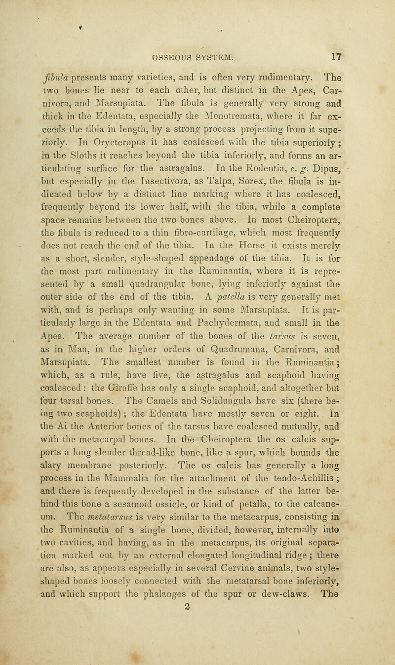 fibula presents many varieties, and is often very rudimentary. The two bones lie near to each other, but distinct in the Apes, Car- nivora, and Marsupiata. The fibula is generally very strong and thick in the Edentata, especially the Monotremata, where it far ex- ceeds the tibia in length, by a strong process projecting from it supe- riorly. In Orycteropus it has coalesced with the tibia superiorly; in the Sloths it reaches beyond the tibia inferiorly, and forms an ar- ticulating surface for the astragalus. In the Rodentia, e. g. Dipus, but especially in the Insectivora, as Talpa, Sorex, the fibula is in- dicated below by a distinct line marking where it has coalesced, frequently beyond its lower half, with the tibia, while a complete space remains between the two bones above. In most Cheiroptera, the fibula is reduced to a thin fibro-cartilage, which most frequently does not reach the end of the tibia. In the Horse it exists merely as a short, slender, style-shaped appendage of the tibia. It is for the most part rudimentary in the Ruminantia, where it is repre- sented by a small quadrangular bone, lying inferiorly against the outer side of the end of the tibia. A patella is very generally met with, and is perhaps only wanting in some Marsupiata. It is par- ticularly large in the Edentata and Pachydermata, and small in the Apes. The average number of the bones of the tarsus is seven, as in Man, in the higher orders of Quadrumana, Carnivora, and Marsupiata. The smallest number is found in the Ruminantia; which, as a rule, have five, the astragalus and scaphoid having coalesced: the Giraffe has only a single scaphoid, and altogether but four tarsal bones. The Camels and Solidungula have six (there be- ing two scaphoids); the Edentata have mostly seven or eight. In the Ai the Anterior bones of the tarsus have coalesced mutually, and with the metacarpal bones. In the Cheiroptera the os calcis sup- ports a long slender thread-like bone, like a spur, which bounds the alary membrane posteriorly. The os calcis has generally a long process in the Mammalia for the attachment of the tendo-Achillis ; and there is frequently developed in the substance of the latter be- hind this bone a sesamoid ossicle, or kind of petalla, to the calcane- um. The metatarsus is very similar to the metacarpus, consisting in the Ruminantia of a single bone, divided, however, internally into two cavities, and having, as in the metacarpus, its original separa- tion marked out by an external elongated longitudinal ridge; there are also, as appears especially in several Cervine animals, two style- shaped bones loosely connected with the metatarsal bone inferiorly, and which support the phalanges of the spur or dew-claws. The 2