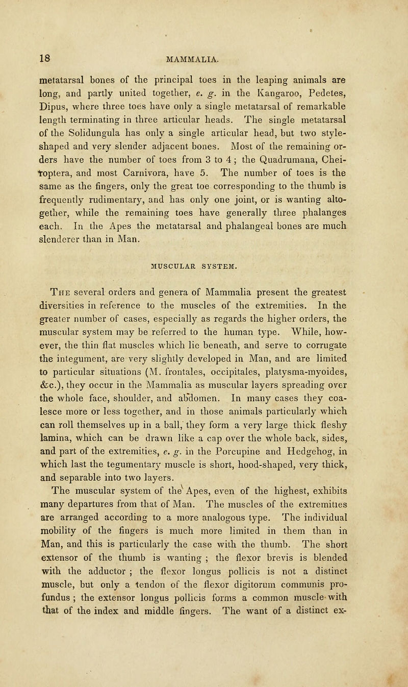 metatarsal bones of the principal toes in the leaping animals are long, and partly united together, e. g. in the Kangaroo, Pedetes, Dipus, where three toes have only a single metatarsal of remarkable length terminating in three articular heads. The single metatarsal of the Solidungula has only a single articular head, but two style- shaped and very slender adjacent bones. Most of the remaining or- ders have the number of toes from 3 to 4; the Quadrumana, Chei- roptera, and most Carnivora, have 5. The number of toes is the same as the fingers, only the great toe corresponding to the thumb is frequently rudimentary, and has only one joint, or is wanting alto- gether, while the remaining toes have generally three phalanges each. In the Apes the metatarsal and phalangeal bones are much slenderer than in Man. MUSCULAR SYSTEM. The several orders and genera of Mammalia present the greatest diversities in reference to the muscles of the extremities. In the greater number of cases, especially as regards the higher orders, the muscular system may be referred to the human type. While, how- ever, the thin flat muscles which lie beneath, and serve to corrugate the integument, are very slightly developed in Man, and are limited to particular situations (M. frontales, occipitales, platysma-myoides, &c.), they occur in the Mammalia as muscular layers spreading over the whole face, shoulder, and abdomen. In many cases they coa- lesce more or less together, and in those animals particularly which can roll themselves up in a ball, they form a very large thick fleshy lamina, which can be drawn like a cap over the whole back, sides, and part of the extremities, e. g. in the Porcupine and Hedgehog, in which last the tegumentary muscle is short, hood-shaped, very thick, and separable into two layers. The muscular system of the Apes, even of the highest, exhibits many departures from that of Man. The muscles of the extremities are arranged according to a more analogous type. The individual mobility of the fingers is much more limited in them than in Man, and this is particularly the case with the thumb. The short extensor of the thumb is wanting ; the flexor brevis is blended with the adductor ; the flexor longus pollicis is not a distinct muscle, but only a tendon of the flexor digitorum communis pro- fundus ; the extensor longus pollicis forms a common muscle with that of the index and middle fingers. The want of a distinct ex-