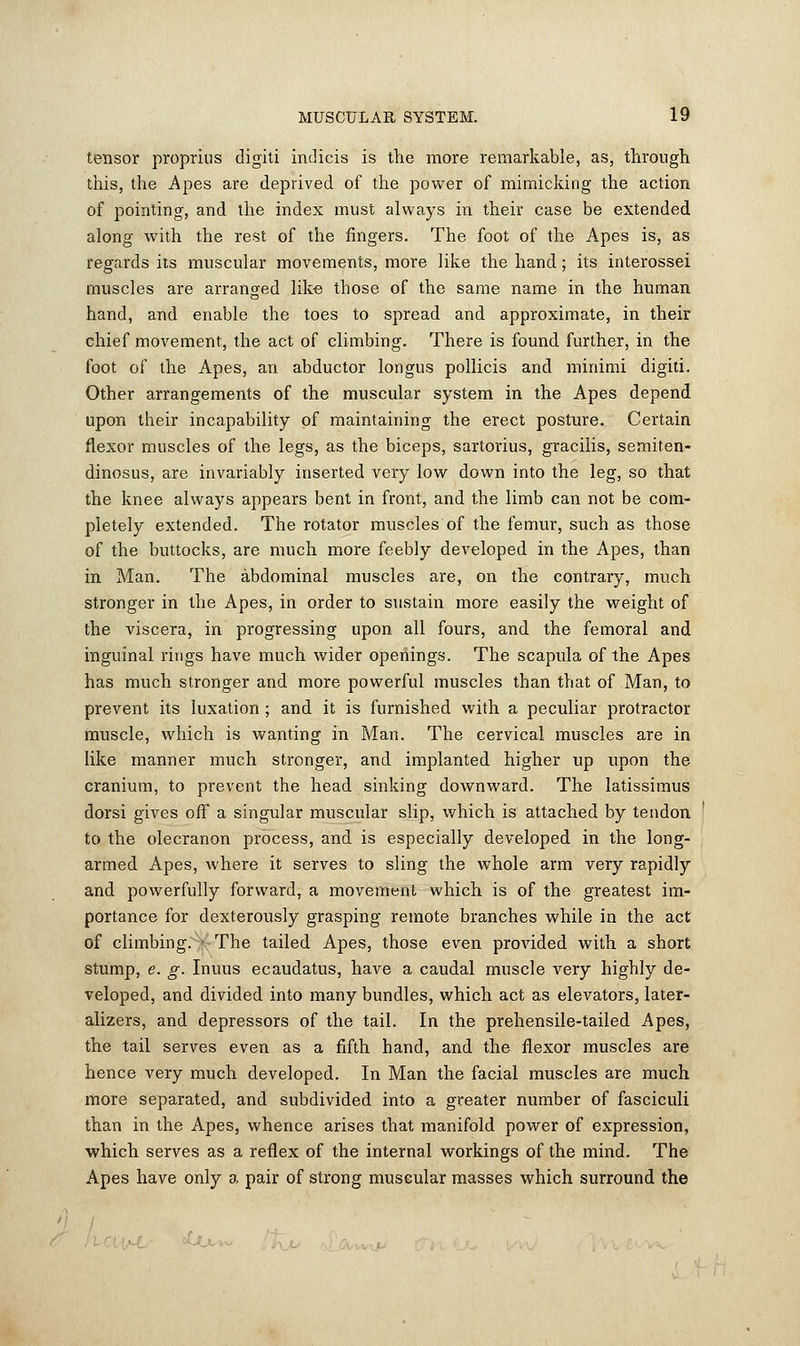 tensor proprius digiti indicis is the more remarkable, as, through this, the Apes are deprived of the power of mimicking the action of pointing, and the index must always in their case be extended along with the rest of the fingers. The foot of the Apes is, as regards its muscular movements, more like the hand; its interossei muscles are arranged like those of the same name in the human hand, and enable the toes to spread and approximate, in their chief movement, the act of climbing. There is found further, in the foot of the Apes, an abductor longus pollicis and minimi digiti. Other arrangements of the muscular system in the Apes depend upon their incapability of maintaining the erect posture. Certain flexor muscles of the legs, as the biceps, sartorius, gracilis, semiten- dinosus, are invariably inserted very low down into the leg, so that the knee always appears bent in front, and the limb can not be com- pletely extended. The rotator muscles of the femur, such as those of the buttocks, are much more feebly developed in the Apes, than in Man. The abdominal muscles are, on the contrary, much stronger in the Apes, in order to sustain more easily the weight of the viscera, in progressing upon all fours, and the femoral and inguinal rings have much wider openings. The scapula of the Apes has much stronger and more powerful muscles than that of Man, to prevent its luxation ; and it is furnished with a peculiar protractor muscle, which is wanting in Man. The cervical muscles are in like manner much stronger, and implanted higher up upon the cranium, to prevent the head sinking downward. The latissimus dorsi gives off a singular muscular slip, which is attached by tendon to the olecranon process, and is especially developed in the long- armed Apes, where it serves to sling the whole arm very rapidly and powerfully forward, a movement which is of the greatest im- portance for dexterously grasping remote branches while in the act of climbing. • The tailed Apes, those even provided with a short stump, e. g. Inuus ecaudatus, have a caudal muscle very highly de- veloped, and divided into many bundles, which act as elevators, later- alizers, and depressors of the tail. In the prehensile-tailed Apes, the tail serves even as a fifth hand, and the flexor muscles are hence very much developed. In Man the facial muscles are much more separated, and subdivided into a greater number of fasciculi than in the Apes, whence arises that manifold power of expression, which serves as a reflex of the internal workings of the mind. The Apes have only a pair of strong muscular masses which surround the