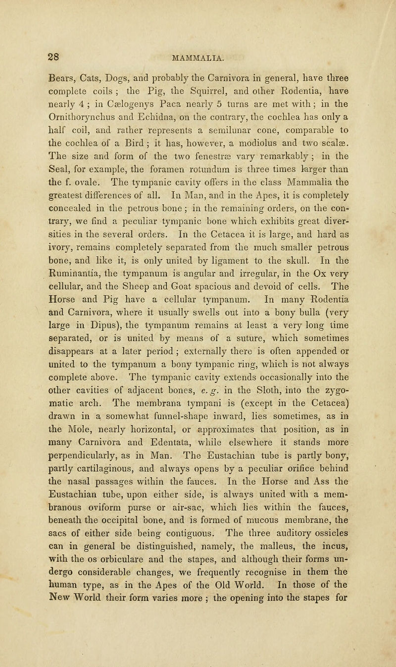 Bears, Cats, Dogs, and probably the Carnivora in general, have three complete coils ; the Pig, the Squirrel, and other Rodentia, have nearly 4 ; in Cselogenys Paca nearly 5 turns are met with; in the Ornithorynchus and Echidna, on the contrary, the cochlea has only a half coil, and rather represents a semilunar cone, comparable to the cochlea of a Bird ; it has, however, a modiolus and two scalee. The size and form of the two fenestra vary remarkably ; in the Seal, for example, the foramen rotundum is three times larger than the f. ovale. The tympanic cavity offers in the class Mammalia the greatest differences of all. In Man, and in the Apes, it is completely concealed in the petrous bone; in the remaining orders, on the con- trary, we find a peculiar tympanic bone which exhibits great diver- sities in the several orders. In the Cetacea it is large, and hard as ivory, remains completely separated from the much smaller petrous bone, and like it, is only united by ligament to the skull. In the Ruminantia, the tympanum is angular and irregular, in the Ox very cellular, and the Sheep and Goat spacious and devoid of cells. The Horse and Pig have a cellular tympanum. In many Rodentia and Carnivora, where it usually swells out into a bony bulla (very large in Dipus), the tympanum remains at least a very long time separated, or is united by means of a suture, which sometimes disappears at a later period ; externally there is often appended or united to the tympanum a bony tympanic ring, which is not always complete above. The tympanic cavity extends occasionally into the other cavities of adjacent bones, e. g. in the Sloth, into the zygo- matic arch. The membrana tympani is (except in the Cetacea) drawn in a somewhat funnel-shape inward, lies sometimes, as in the Mole, nearly horizontal, or approximates that position, as in many Carnivora and Edentata, while elsewhere it stands more perpendicularly, as in Man. The Eustachian tube is partly bony, partly cartilaginous, and always opens by a peculiar orifice behind the nasal passages within the fauces. In the Horse and Ass the Eustachian tube, upon either side, is always united with a mem- branous oviform purse or air-sac, which lies within the fauces, beneath the occipital bone, and is formed of mucous membrane, the sacs of either side being contiguous. The three auditory ossicles can in general be distinguished, namely, the malleus, the incus, with the os orbiculare and the stapes, and although their forms un- dergo considerable changes, we frequently recognise in them the human type, as in the Apes of the Old World. In those of the New World their form varies more ; the opening into the stapes for