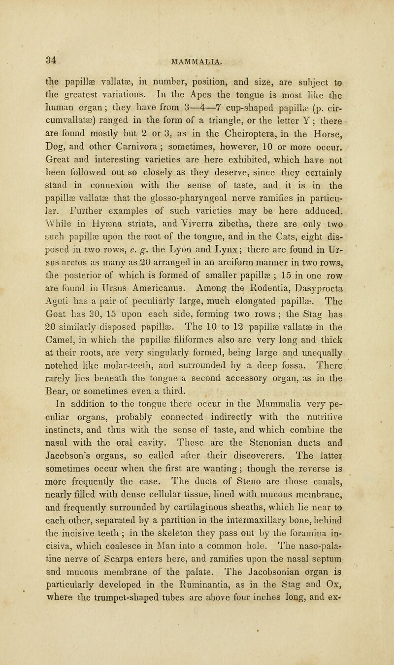 the papillae vallatae, in number, position, and size, are subject to the greatest variations. In the Apes the tongue is most like the human organ; they have from 3—4—7 cup-shaped papillae (p. cir- cumvallatae) ranged in the form of a triangle, or the letter Y; there are found mostly but 2 or 3, as in the Cheiroptera, in the Horse, Dog, and other Carnivora ; sometimes, however, 10 or more occur. Great and interesting varieties are here exhibited, which have not been followed out so closely as they deserve, since they certainly stand in connexion with the sense of taste, and it is in the papillae vallatae that the glosso-pharyngeal nerve ramifies in particu- lar. Further examples of such varieties may be here adduced. While in Hyaena striata, and Viverra zibetha, there are only two such papillae upon the root of the tongue, and in the Cats, eight dis- posed in two rows, e. g. the Lyon and Lynx; there are found in Ur- sus arctos as many as 20 arranged in an arciform manner in two rows, the posterior of which is formed of smaller papillae ; 15 in one row are found in Ursus Americanus. Among the Rodentia, Dasyprocta Aguti has a pair of peculiarly large, much elongated papilla}. The Goat has 30, 15 upon each side, forming two rows ; the Stag has 20 similarly disposed papillae. The 10 to 12 papillae vallatae in the Camel, in which the papillae filiformes also are very long and thick at their roots, are very singularly formed, being large and unequally notched like molar-teeth, and surrounded by a deep fossa. There rarely lies beneath the tongue a second accessory organ, as in the Bear, or sometimes even a third. In addition to the tongue there occur in the Mammalia very pe- culiar organs, probably connected indirectly with the nutritive instincts, and thus with the sense of taste, and which combine the nasal with the oral cavity. These are the Stenonian ducts and Jacobson's organs, so called after their discoverers. The latter sometimes occur when the first are wanting; though the reverse is more frequently the case. The ducts of Steno are those canals, nearly filled with dense cellular tissue, lined with mucous membrane, and frequently surrounded by cartilaginous sheaths, which lie near to each other, separated by a partition in the intermaxillary bone, behind the incisive teeth ; in the skeleton they pass out by the foramina in- cisiva, which coalesce in Man into a common hole. The naso-pala- tine nerve of Scarpa enters here, and ramifies upon the nasal septum and mucous membrane of the palate. The Jacobsonian organ is particularly developed in the Ruminantia, as in the Stag and Ox, where the trumpet-shaped tubes are above four inches long, and ex-