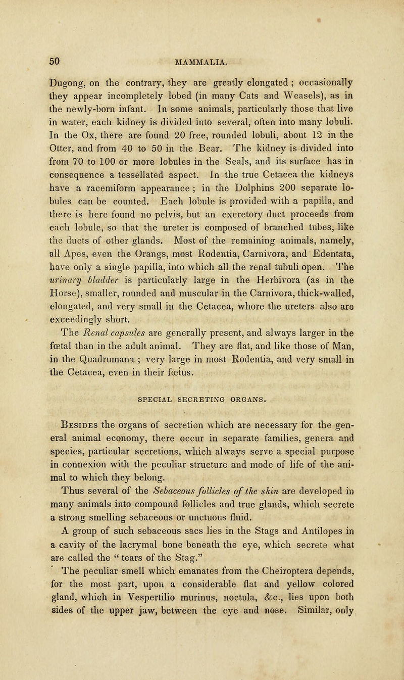 Dugong, on the contrary, they are greatly elongated ; occasionally they appear incompletely lobed (in many Cats and Weasels), as in the newly-born infant. In some animals, particularly those that live in water, each kidney is divided into several, often into many lobuli. In the Ox, there are found 20 free, rounded lobuli, about 12 in the Otter, and from 40 to 50 in the Bear. The kidney is divided into from 70 to 100 or more lobules in the Seals, and its surface has in consequence a tessellated aspect. In the true Cetacea the kidneys have a racemiform appearance ; in the Dolphins 200 separate lo- bules can be counted. Each lobule is provided with a papilla, and there is here found no pelvis, but an excretory duct proceeds from each lobule, so that the ureter is composed of branched tubes, like the ducts of other glands. Most of the remaining animals, namely, all Apes, even the Orangs, most Rodentia, Carnivora, and Edentata, have only a single papilla, into which all the renal tubuli open. The urinary bladder is particularly large in the Herbivora (as in the Horse), smaller, rounded and muscular in the Carnivora, thick-walled, elongated, and very small in the Cetacea, whore the ureters also are exceedingly short. The Renal capsules are generally present, and always larger in the foetal than in the adult animal. They are flat, and like those of Man, in the Quadrumana ; very large in most Rodentia, and very small in the Cetacea, even in their fetus. SPECIAL SECRETING ORGANS. Besides the organs of secretion which are necessary for the gen- eral animal economy, there occur in separate families, genera and species, particular secretions, which always serve a special purpose in connexion with the peculiar structure and mode of life of the ani- mal to which they belong. Thus several of the Sebaceous follicles of the skin are developed in many animals into compound follicles and true glands, which secrete a strong smelling sebaceous or unctuous fluid. A group of such sebaceous sacs lies in the Stags and Antilopes in a cavity of the lacrymal bone beneath the eye, which secrete what are called the tears of the Stag. The peculiar smell which emanates from the Cheiroptera depends, for the most part, upon a considerable flat and yellow colored gland, which in Vespertilio murinus, noctula, &c, lies upon both sides of the upper jaw, between the eye and nose. Similar, only