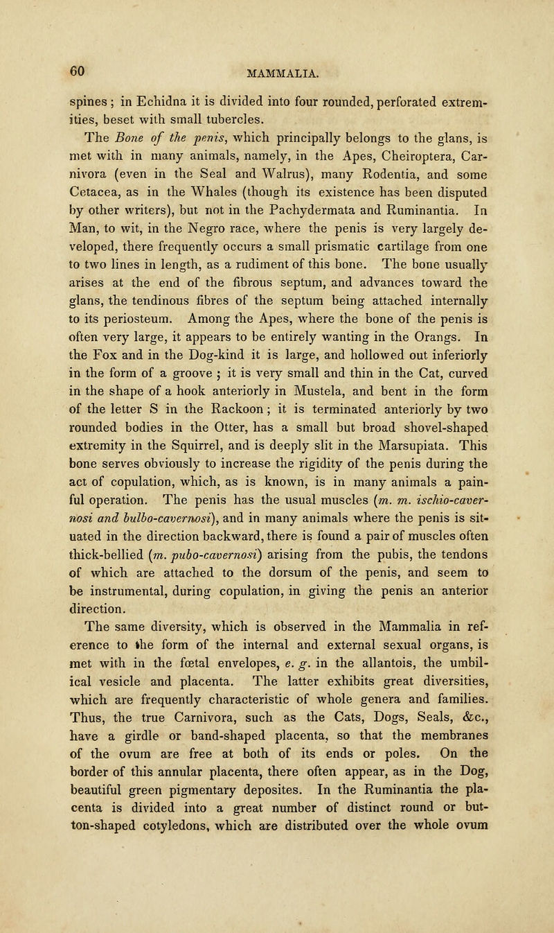 spines; in Echidna it is divided into four rounded, perforated extrem- ities, beset with small tubercles. The Bone of the penis, which principally belongs to the glans, is met with in many animals, namely, in the Apes, Cheiroptera, Car- nivora (even in the Seal and Walrus), many Rodentia, and some Cetacea, as in the Whales (though its existence has been disputed by other writers), but not in the Pachydermata and Ruminantia. In Man, to wit, in the Negro race, where the penis is very largely de- veloped, there frequently occurs a small prismatic cartilage from one to two lines in length, as a rudiment of this bone. The bone usually arises at the end of the fibrous septum, and advances toward the glans, the tendinous fibres of the septum being attached internally to its periosteum. Among the Apes, where the bone of the penis is often very large, it appears to be entirely wanting in the Orangs. In the Fox and in the Dog-kind it is large, and hollowed out inferiorly in the form of a groove ; it is very small and thin in the Cat, curved in the shape of a hook anteriorly in Mustela, and bent in the form of the letter S in the Rackoon; it is terminated anteriorly by two rounded bodies in the Otter, has a small but broad shovel-shaped extremity in the Squirrel, and is deeply slit in the Marsupiata. This bone serves obviously to increase the rigidity of the penis during the act of copulation, which, as is known, is in many animals a pain- ful operation. The penis has the usual muscles (m. m. ischio-caver- nosi and bulbo-cavernosi), and in many animals where the penis is sit- uated in the direction backward, there is found a pair of muscles often thick-bellied (m. pubo-cavernosi) arising from the pubis, the tendons of which are attached to the dorsum of the penis, and seem to be instrumental, during copulation, in giving the penis an anterior direction. The same diversity, which is observed in the Mammalia in ref- erence to the form of the internal and external sexual organs, is met with in the foetal envelopes, e. g. in the allantois, the umbil- ical vesicle and placenta. The latter exhibits great diversities, which are frequently characteristic of whole genera and families. Thus, the true Carnivora, such as the Cats, Dogs, Seals, &c, have a girdle or band-shaped placenta, so that the membranes of the ovum are free at both of its ends or poles. On the border of this annular placenta, there often appear, as in the Dog, beautiful green pigmentary deposites. In the Ruminantia the pla- centa is divided into a great number of distinct round or but- ton-shaped cotyledons, which are distributed over the whole ovum