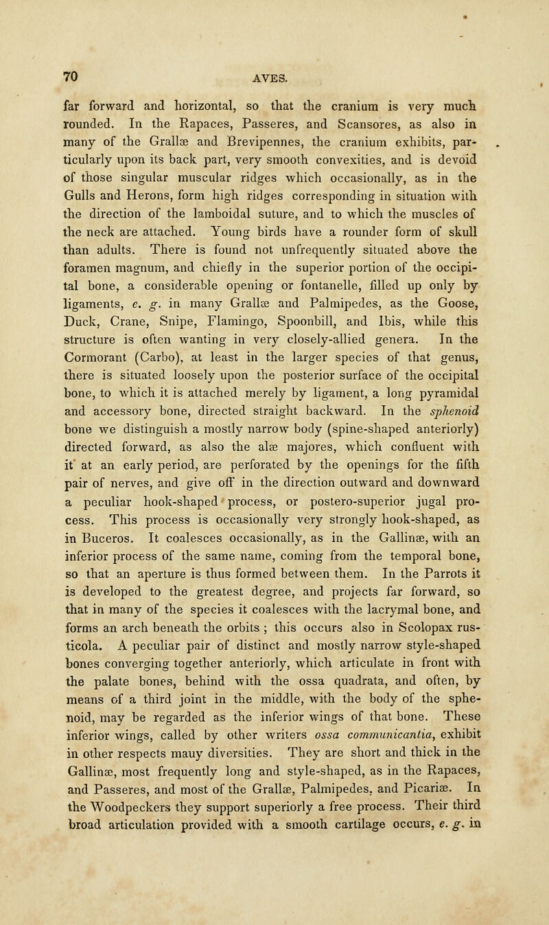 far forward and horizontal, so that the cranium is very much rounded. In the Rapaces, Passeres, and Scansores, as also in many of the Grallse and Brevipennes, the cranium exhibits, par- ticularly upon its back part, very smooth convexities, and is devoid of those singular muscular ridges which occasionally, as in the Gulls and Herons, form high ridges corresponding in situation with the direction of the lamboidal suture, and to which the muscles of the neck are attached. Young birds have a rounder form of skull than adults. There is found not unfrequently situated above the foramen magnum, and chiefly in the superior portion of the occipi- tal bone, a considerable opening or fontanelle, filled up only by ligaments, e. g. in many Grallse and Palmipedes, as the Goose, Duck, Crane, Snipe, Flamingo, Spoonbill, and Ibis, while this structure is often wanting in very closely-allied genera. In the Cormorant (Carbo), at least in the larger species of that genus, there is situated loosely upon the posterior surface of the occipital bone, to which it is attached merely by ligament, a long pyramidal and accessory bone, directed straight backward. In the sphenoid bone we distinguish a mostly narrow body (spine-shaped anteriorly) directed forward, as also the alse majores, which confluent with it' at an early period, are perforated by the openings for the fifth pair of nerves, and give off in the direction outward and downward a peculiar hook-shaped process, or postero-superior jugal pro- cess. This process is occasionally very strongly hook-shaped, as in Buceros. It coalesces occasionally, as in the Gallinae, with an inferior process of the same name, coming from the temporal bone, so that an aperture is thus formed between them. In the Parrots it is developed to the greatest degree, and projects far forward, so that in many of the species it coalesces with the lacrymal bone, and forms an arch beneath the orbits ; this occurs also in Scolopax rus- ticola. A peculiar pair of distinct and mostly narrow style-shaped bones converging together anteriorly, Avhich articulate in front with the palate bones, behind with the ossa quadrata, and often, by means of a third joint in the middle, with the body of the sphe- noid, may be regarded as the inferior wings of that bone. These inferior wings, called by other writers ossa communicantia, exhibit in other respects mauy diversities. They are short and thick in the Gallinae, most frequently long and style-shaped, as in the Rapaces, and Passeres, and most of the Grallee, Palmipedes, and Picariae. In the Woodpeckers they support superiorly a free process. Their third broad articulation provided with a smooth cartilage occurs, e. g. in