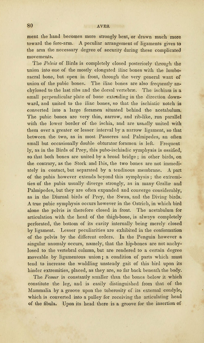 ment the hand becomes more strongly bent, or drawn much more toward the fore-arm. A peculiar arrangement of ligaments gives to the arm the necessary degree of security during these complicated movements. The Pelvis of Birds is completely closed posteriorly through the union into one of the mostly elongated iliac bones with the lumbo- sacral bone, but open in front, through the very general want of union of the pubic bones. The iliac bones are also frequently an- chylosed to the last ribs and the dorsal vertebrae. The ischium is a small perpendicular plate of bone extending in the direction down- ward, and united to the iliac bones, so that the ischiatic notch is converted into a large foramen situated behind the acetabulum. The pubic bones are very thin, narrow, and rib-like, run parallel with the lower border of the ischia, and are usually united with them over a greater or lesser interval by a narrow ligament, so that between the two, as in most Passeres and Palmipedes, an often small but occasionally double obturator foramen is left. Frequent ly, as in the Birds of Prey, this pubo-ischiadic symphysis is ossified, so that both bones are united by a broad bridge ; in other birds, on the contrary, as the Stork and Ibis, the two bones are not immedi- ately in contact, but separated by a tendinous membrane. A part of the pubis however extends beyond this symphysis ; the extremi- ties of the pubis usually diverge strongly, as in many Grallas and Palmipedes, but they are often expanded and converge considerably, as in the Diurnal birds of Prey, the Swan, and the Diving birds. A true pubic symphysis occurs however in the Ostrich, in which bird alone the pelvis is therefore closed in front. The acetabulum for articulation with the head of the thigh-bone, is always completely perforated, the bottom of its cavity internally being merely closed by ligament. Lesser peculiarities are exhibited in the conformation of the pelvis by the different orders. In the Penguin however a singular anomaly occurs, namely, that the hip-bones are not anchy- losed to the vertebral column, but are rendered to a certain degree moveable by ligamentous union; a condition of parts which must tend to increase the waddling unsteady gait of this bird upon its hinder extremities, placed, as they are, so far back beneath the body. The Femur is constantly smaller than the bones below it which constitute the leg, and is easily distinguished from that of the Mammalia by a groove upon the tuberosity of its external condyle, which is converted into a pulley for receiving the articulating head of the fibula. Upon its head there is a groove for the insertion of