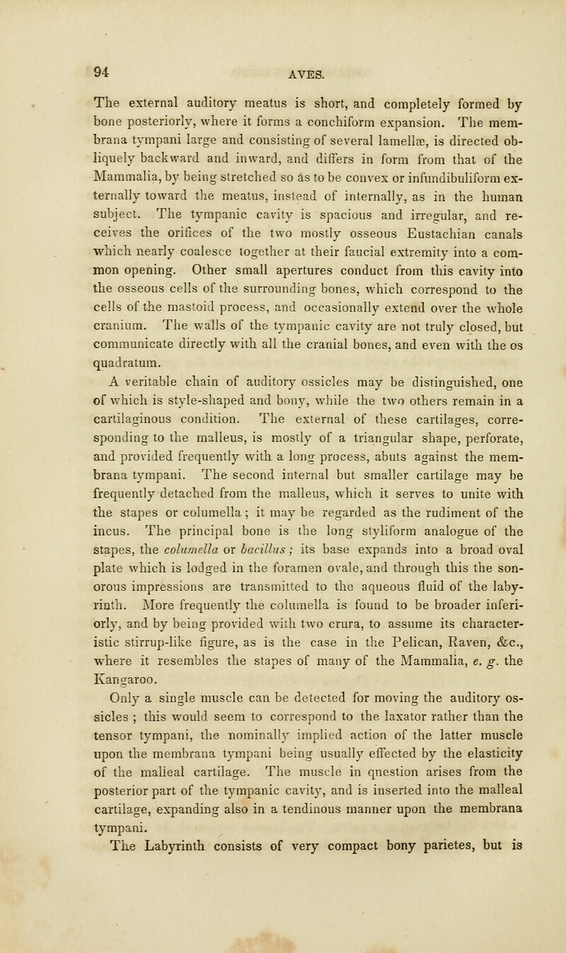 The external auditory meatus is short, and completely formed by bone posteriorly, where it forms a conchiform expansion. The mem- brana tympani large and consisting of several lamellae, is directed ob- liquely backward and inward, and differs in form from that of the Mammalia, by being stretched so as to be convex or infundibuliform ex- ternally toward the meatus, instead of internally, as in the human subject. The tympanic cavity is spacious and irregular, and re- ceives the orifices of the two mostly osseous Eustachian canals which nearly coalesce together at their faucial extremity into a com- mon opening. Other small apertures conduct from this cavity into the osseous cells of the surrounding bones, which correspond to the cells of the mastoid process, and occasionally extend over the whole cranium. The walls of the tympanic cavity are not truly closed, but communicate directly with all the cranial bones, and even with the os quadratum. A veritable chain of auditory ossicles may be distinguished, one of which is style-shaped and bony, while the two others remain in a cartilaginous condition. The external of these cartilages, corre- sponding to the malleus, is mostly of a triangular shape, perforate, and provided frequently with a long process, abuts against the mem- brana tympani. The second internal but smaller cartilage may be frequently detached from the malleus, which it serves to unite with the stapes or columella; it may be regarded as the rudiment of the incus. The principal bone is the long styliform analogue of the stapes, the columella or bacillus; its base expands into a broad oval plate which is lodged in the foramen ovale, and through this the son- orous impressions are transmitted to the aqueous fluid of the laby- rinth. More frequently the columella is found to be broader inferi- orly, and by being provided with two crura, to assume its character- istic stirrup-like figure, as is the case in the Pelican, Raven, &c, where it resembles the stapes of many of the Mammalia, e. g. the Kangaroo. Only a single muscle can be detected for moving the auditory os- sicles ; this would seem to correspond to the laxator rather than the tensor tympani, the nominally implied action of the latter muscle upon the membrana tympani being usually effected by the elasticity of the malieal cartilage. The muscle in qnestion arises from the posterior part of the tympanic cavity, and is inserted into the malieal cartilage, expanding also in a tendinous manner upon the membrana tympani. The Labyrinth consists of very compact bony parietes, but is