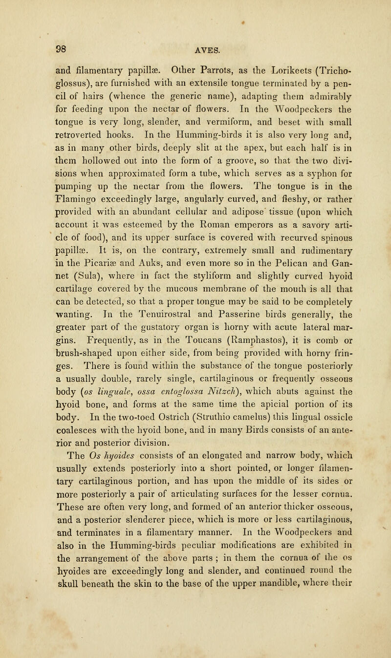 and filamentary papillae. Other Parrots, as the Lorikeets (Tricho- glossus), are furnished with an extensile tongue terminated by a pen- cil of hairs (whence the generic name), adapting them admirably for feeding upon the nectar of flowers. In the Woodpeckers the tongue is very long, slender, and vermiform, and beset with small retroverted hooks. In the Humming-birds it is also very long and, as in many other birds, deeply slit at the apex, but each half is in them hollowed out into the form of a groove, so that the two divi- sions when approximated form a tube, which serves as a syphon for pumping up the nectar from the flowers. The tongue is in the Flamingo exceedingly large, angularly curved, and fleshy, or rather provided with an abundant cellular and adipose tissue (upon which account it was esteemed by the Roman emperors as a savory arti- cle of food), and its upper surface is covered with recurved spinous papillae. It is, on the contrary, extremely small and rudimentary in the Picariee and Auks, and even more so in the Pelican and Gan- net (Sula), where in fact the styliform and slightly curved hyoid cartilage covered by the mucous membrane of the mouth is all that can be detected, so that a proper tongue may be said to be completely wanting. In the Tenuirostral and Passerine birds generally, the greater part of the gustatory organ is horny with acute lateral mar- gins. Frequently, as in the Toucans (Ramphastos), it is comb or brush-shaped upon either side, from being provided with horny frin- ges. There is found within the substance of the tongue posteriorly a usually double, rarely single, cartilaginous or frequently osseous body (os linguale, ossa cntoglossa Nitzcli), which abuts against the hyoid bone, and forms at the same time the apicial portion of its body. In the two-toed Ostrich (Struthio camelus) this lingual ossicle coalesces with the hyoid bone, and in many Birds consists of an ante- rior and posterior division. The Os hyoides consists of an elongated and narrow body, which usually extends posteriorly into a short pointed, or longer filamen- tary cartilaginous portion, and has upon the middle of its sides or more posteriorly a pair of articulating surfaces for the lesser cornua. These are often very long, and formed of an anterior thicker osseous, and a posterior slenderer piece, which is more or less cartilaginous, and terminates in a filamentary manner. In the Woodpeckers and also in the Humming-birds peculiar modifications are exhibited in the arrangement of the above parts ; in them the cornua of the os hyoides are exceedingly long and slender, and continued round the skull beneath the skin to the base of the upper mandible, where their