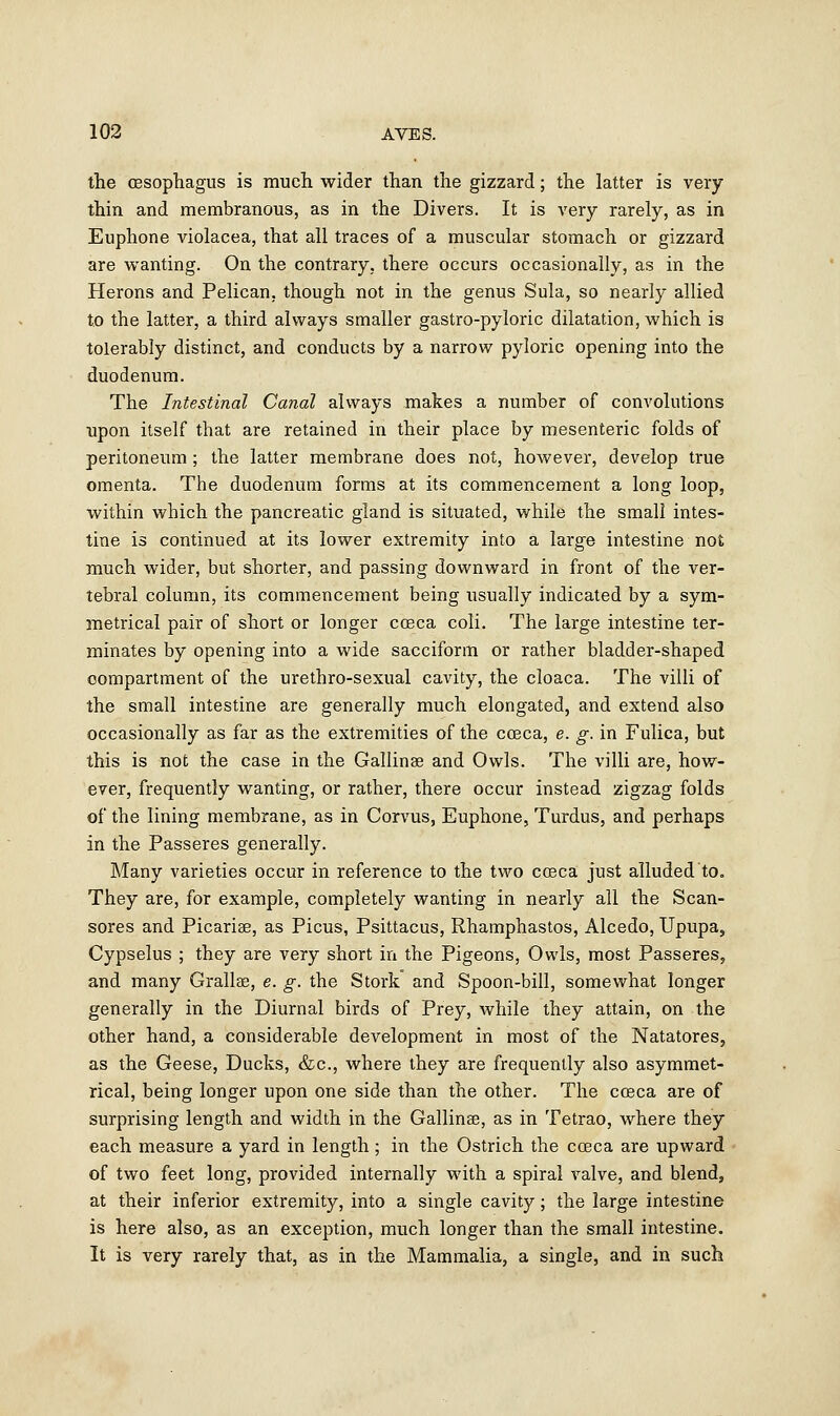 the (Esophagus is much wider than the gizzard; the latter is very thin and membranous, as in the Divers. It is very rarely, as in Euphone violacea, that all traces of a muscular stomach or gizzard are wanting. On the contrary, there occurs occasionally, as in the Herons and Pelican, though not in the genus Sula, so nearly allied to the latter, a third always smaller gastro-pyloric dilatation, which is tolerably distinct, and conducts by a narrow pyloric opening into the duodenum. The Intestinal Canal always makes a number of convolutions upon itself that are retained in their place by mesenteric folds of peritoneum ; the latter membrane does not, however, develop true omenta. The duodenum forms at its commencement a long loop, within which the pancreatic gland is situated, while the small intes- tine is continued at its lower extremity into a large intestine not much wider, but shorter, and passing downward in front of the ver- tebral column, its commencement being usually indicated by a sym- metrical pair of short or longer coeca coli. The large intestine ter- minates by opening into a wide sacciform or rather bladder-shaped compartment of the urethro-sexual cavity, the cloaca. The villi of the small intestine are generally much elongated, and extend also occasionally as far as the extremities of the coeca, e. g. in Fulica, but this is not the case in the Gallinae and Owls. The villi are, how- ever, frequently wanting, or rather, there occur instead zigzag folds of the lining membrane, as in Corvus, Euphone, Turdus, and perhaps in the Passeres generally. Many varieties occur in reference to the two cceca just alluded to. They are, for example, completely wanting in nearly all the Scan- sores and Picarise, as Picus, Psittacus, Rhamphastos, Alcedo, Upupa, Cypselus ; they are very short in the Pigeons, Owls, most Passeres, and many Grallae, e. g. the Stork and Spoon-bill, somewhat longer generally in the Diurnal birds of Prey, while they attain, on the other hand, a considerable development in most of the Natatores, as the Geese, Ducks, &c, where they are frequently also asymmet- rical, being longer upon one side than the other. The cceca are of surprising length and width in the Gallinae, as in Tetrao, where they each measure a yard in length ; in the Ostrich the cceca are upward of two feet long, provided internally with a spiral valve, and blend, at their inferior extremity, into a single cavity; the large intestine is here also, as an exception, much longer than the small intestine. It is very rarely that, as in the Mammalia, a single, and in such