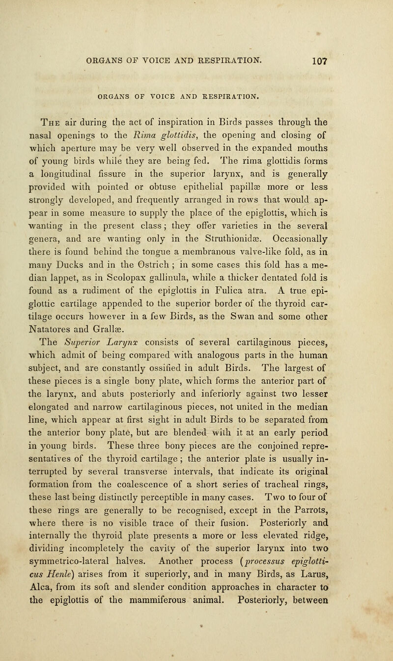 ORGANS OF VOICE AND RESPIRATION. The air during the act of inspiration in Birds passes through the nasal openings to the Rima glottidis, the opening and closing of which aperture may be very well observed in the expanded mouths of young birds while they are being fed. The rima glottidis forms a longitudinal fissure in the superior larynx, and is generally provided with pointed or obtuse epithelial papillae more or less strongly developed, and frequently arranged in rows that would ap- pear in some measure to supply the place of the epiglottis, which is wanting in the present class; they offer varieties in the several genera, and are wanting only in the Struthionidas. Occasionally there is found behind the tongue a membranous valve-like fold, as in many Ducks and in the Ostrich ; in some cases this fold has a me- dian lappet, as in Scolopax gallinula, while a thicker dentated fold is found as a rudiment of the epiglottis in Fulica atra. A true epi- glottic cartilage appended to the superior border of the thyroid car- tilage occurs however in a few Birds, as the Swan and some other Natatores and Grallae. The Superior Larynx consists of several cartilaginous pieces, which admit of being compared with analogous parts in the human subject, and are constantly ossified in adult Birds. The largest of these pieces is a single bony plate, which forms the anterior part of the larynx, and abuts posteriorly and inferiorly against two lesser elongated and narrow cartilaginous pieces, not united in the median line, which appear at first sight in adult Birds to be separated from the anterior bony plate, but are blended with it at an early period in young birds. These three bony pieces are the conjoined repre- sentatives of the thyroid cartilage; the anterior plate is usually in- terrupted by several transverse intervals, that indicate its original formation from the coalescence of a short series of tracheal rings, these last being distinctly perceptible in many cases. Two to four of these rings are generally to be recognised, except in the Parrots, where there is no visible trace of their fusion. Posteriorly and internally the thyroid plate presents a more or less elevated ridge, dividing incompletely the cavity of the superior larynx into two symmetrico-lateral halves. Another process (processus epiglottic cus Henle) arises from it superiorly, and in many Birds, as Larus, Alca, from its soft and slender condition approaches in character to the epiglottis of the mammiferous animal. Posteriorly, between