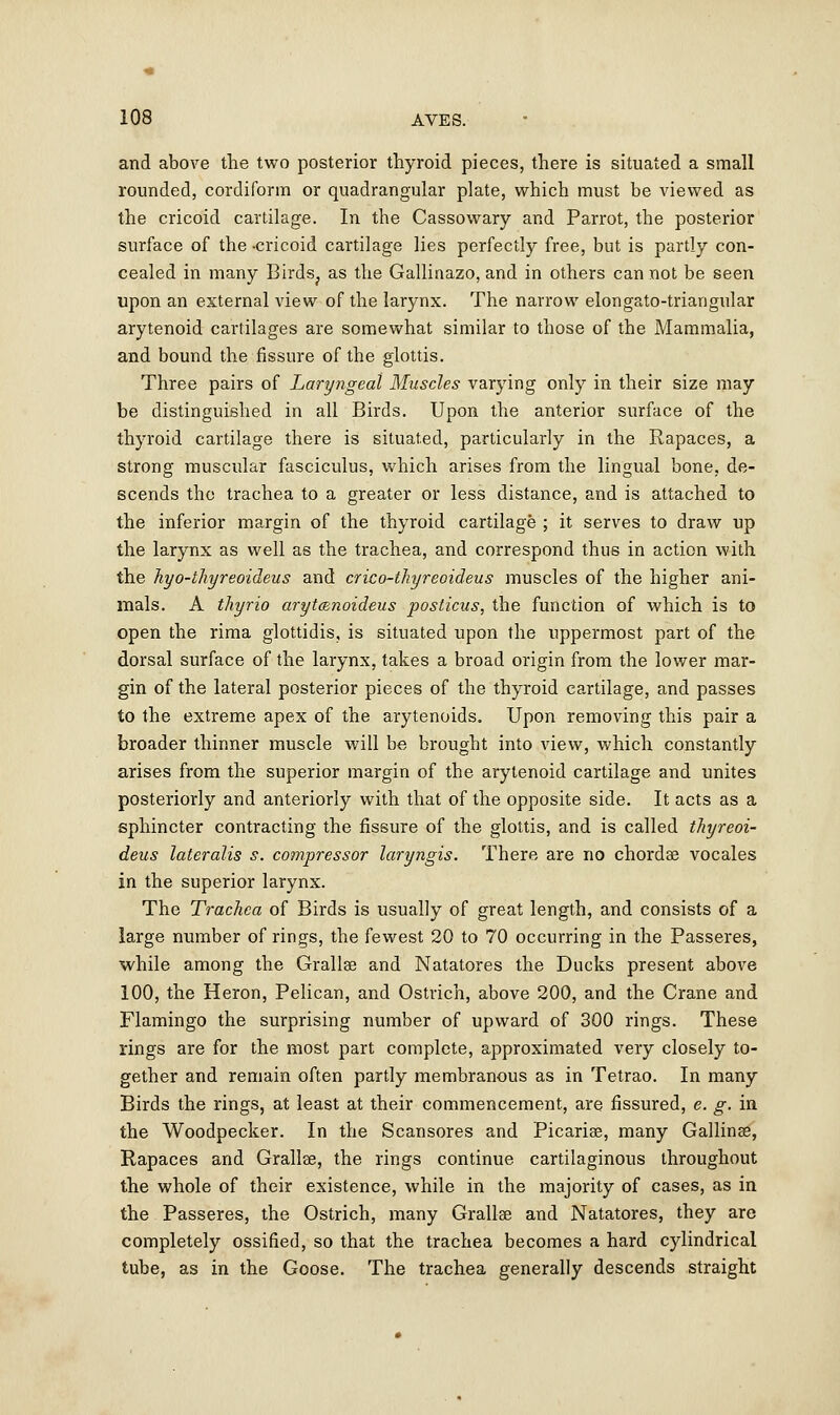 and above the two posterior thyroid pieces, there is situated a small rounded, cordiform or quadrangular plate, which must be viewed as the cricoid cartilage. In the Cassowary and Parrot, the posterior surface of the -cricoid cartilage lies perfectly free, but is partly con- cealed in many Birds; as the Gallinazo, and in others can not be seen upon an external view of the larynx. The narrow elongato-triangular arytenoid cartilages are somewhat similar to those of the Mammalia, and bound the fissure of the glottis. Three pairs of Laryngeal Muscles varying only in their size may be distinguished in all Birds. Upon the anterior surface of the thyroid cartilage there is situated, particularly in the Rapaces, a strong muscular fasciculus, which arises from the lingual bone, de- scends the trachea to a greater or less distance, and is attached to the inferior margin of the thyroid cartilage ; it serves to draw up the larynx as well as the trachea, and correspond thus in action with the hyo-thyreoideus and crico-thyreoideus muscles of the higher ani- mals. A thyrio arytanoideus posticus, the function of which is to open the rima glottidis, is situated upon the uppermost part of the dorsal surface of the larynx, takes a broad origin from the lower mar- gin of the lateral posterior pieces of the thyroid cartilage, and passes to the extreme apex of the arytenoids. Upon removing this pair a broader thinner muscle will be brought into view, which constantly arises from the superior margin of the arytenoid cartilage and unites posteriorly and anteriorly with that of the opposite side. It acts as a sphincter contracting the fissure of the glottis, and is called thyreoi- deus lateralis s. compressor laryngis. There are no chordae vocales in the superior larynx. The Trachea of Birds is usually of great length, and consists of a large number of rings, the fewest 20 to 70 occurring in the Passeres, while among the Grallae and Natatores the Ducks present above 100, the Heron, Pelican, and Ostrich, above 200, and the Crane and Flamingo the surprising number of upward of 300 rings. These rings are for the most part complete, approximated very closely to- gether and remain often partly membranous as in Tetrao. In many Birds the rings, at least at their commencement, are fissured, e. g. in the Woodpecker. In the Scansores and Picariaa, many Gallinae, Rapaces and Grallae, the rings continue cartilaginous throughout the whole of their existence, while in the majority of cases, as in the Passeres, the Ostrich, many Grallae and Natatores, they are completely ossified, so that the trachea becomes a hard cylindrical tube, as in the Goose. The trachea generally descends straight