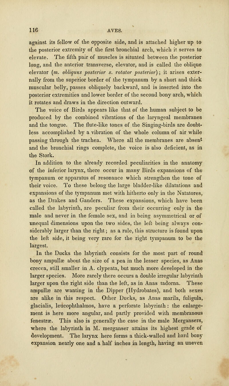 against its fellow of the opposite side, and is attached higher up to the posterior extremity of the first bronchial arch, which it serves to elevate. The fifth pair of muscles is situated between the posterior long, and the anterior transverse, elevator, and is called the oblique elevator (m. obliquus posterior s. rotator posterior); it arises exter- nally from the superior border of the tympanum by a short and thick muscular belly, passes obliquely backward, and is inserted into the posterior extremities and lower border of the second bony arch, which it rotates and draws in the direction outward. The voice of Birds appears like that of the human subject to be produced by the combined vibrations of the laryngeal membranes and the tongue. The flute-like tones of the Singing-birds are doubt- less accomplished by a vibration of the whole column of air while passing through the trachea. Where all the membranes are absent and the bronchial rings complete, the voice is also deficient, as in the Stork. In addition to the already recorded peculiarities in the anatomy of the inferior larynx, there occur in many Birds expansions of the tympanum or apparatus of resonance which strengthen the tone of their voice. To these belong the large bladder-like dilatations and expansions of the tympanum met with hitherto only in the Natatores, as the Drakes and Ganders. These expansions, which have been called the labyrinth, are peculiar from their occurring only in the male and never in the female sex, and in being asymmetrical or of unequal dimensions upon the two sides, the left being always con- siderably larger than the right; as a rule, this structure is found upon the left side, it being very rare for the right tympanum to be the largest. In the Ducks the labyrinth consists for the most part of round bony ampullae about the size of a pea in the lesser species, as Anas crecca, still smaller in A. clypeata, but much more developed in the larger species. More rarely there occurs a double irregular labyrinth larger upon the right side than the left, as in Anas tadorna. These ampullae are wanting in the Dipper (Hydrobates), and both sexes are alike in this respect. Other Ducks, as Anas marila, fuligula, glacialis, leucophthalmos, have a perforate labyrinth : the enlarge- ment is here more angular, and partly provided with membranous fenestra. This also is generally the case in the male Mergansers, where the labyrinth in M. merganser attains its highest grade of development. The larynx here forms a thick-walled and hard bony cxpansion nearly one and a half inches in length, having an uneven