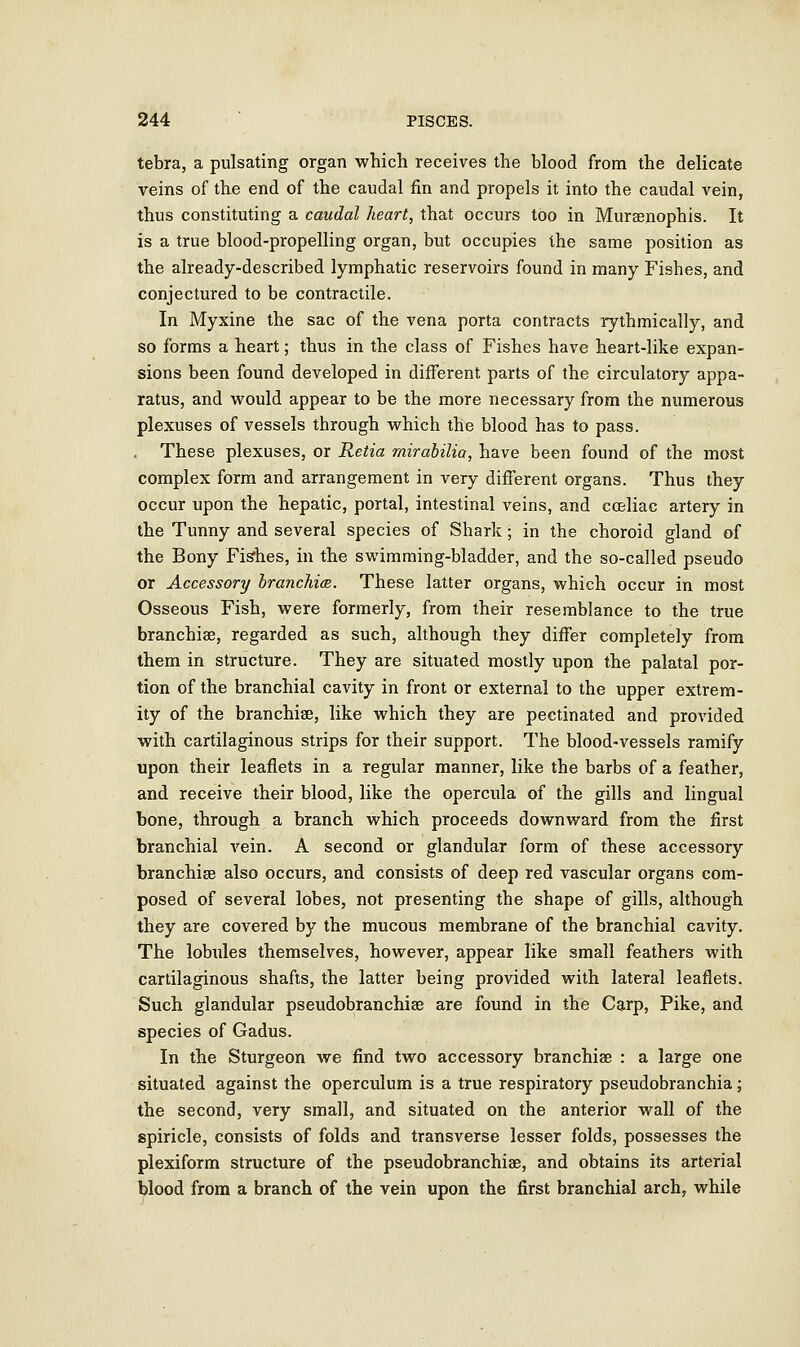 tebra, a pulsating organ which receives the blood from the delicate veins of the end of the caudal fin and propels it into the caudal vein, thus constituting a caudal heart, that occurs too in Mursenophis. It is a true blood-propelling organ, but occupies the same position as the already-described lymphatic reservoirs found in many Fishes, and conjectured to be contractile. In Myxine the sac of the vena porta contracts rythmically, and so forms a heart; thus in the class of Fishes have heart-like expan- sions been found developed in different parts of the circulatory appa- ratus, and would appear to be the more necessary from the numerous plexuses of vessels through which the blood has to pass. . These plexuses, or Retia mirabilia, have been found of the most complex form and arrangement in very different organs. Thus they occur upon the hepatic, portal, intestinal veins, and coeliac artery in the Tunny and several species of Shark; in the choroid gland of the Bony Fishes, in the swimming-bladder, and the so-called pseudo or Accessory IranchicB. These latter organs, which occur in most Osseous Fish, were formerly, from their resemblance to the true branchiae, regarded as such, although they differ completely from them in structure. They are situated mostly upon the palatal por- tion of the branchial cavity in front or external to the upper extrem- ity of the branchiae, like which they are pectinated and provided with cartilaginous strips for their support. The blood-vessels ramify upon their leaflets in a regular manner, like the barbs of a feather, and receive their blood, like the opercula of the gills and lingual bone, through a branch which proceeds downward from the first branchial vein. A second or glandular form of these accessory branchiae also occurs, and consists of deep red vascular organs com- posed of several lobes, not presenting the shape of gills, although they are covered by the mucous membrane of the branchial cavity. The lobules themselves, however, appear like small feathers with cartilaginous shafts, the latter being provided with lateral leaflets. Such glandular pseudobranchiae are found in the Carp, Pike, and species of Gadus. In the Sturgeon we find two accessory branchiae : a large one situated against the operculum is a true respiratory pseudobranchia; the second, very small, and situated on the anterior wall of the spiricle, consists of folds and transverse lesser folds, possesses the plexiform structure of the pseudobranchiae, and obtains its arterial blood from a branch of the vein upon the first branchial arch, while