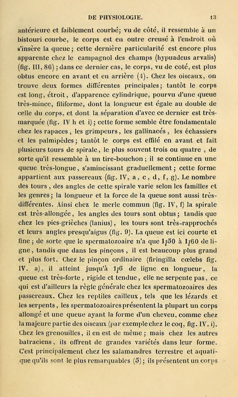 antérieure et faiblement courbéj vu de côté, il ressemble à un bistouri courbe, le corps est en outre creusé à l'endroit où «'insère la queue ; cette dernière particularité est encore plus apparente chez le campagnol des champs {hypuadeus arvalis) (fig. III, 86) ; dans ce dernier cas, le corps, vu de coté, est plus obtus encore en avant et en arrière (4). Chez les oiseaux, on trouve deux formes différentes principales j tantôt le corps est long, étroit, d'apparence cylindrique, pourvu d'une queue très-mince, filiforme, dont la longueur est égale au double de celle du corps, et dont la séparation d'avec ce dernier est très- marquée (fig. IV h et i); cette forme semble être fondamentale chez les rapaces , les grimpeurs, les gallinacés , les échassiers et les palmipèdes ; tantôt le corps est effilé en avant et fait plusieurs tours de spirale, le plus souvent trois ou quatre , de sorte qu'il ressemble à un tire-bouchon ; il se continue en une queue très-longue, s'amincissant graduellement • cette forme appartient aux passereaux (fig. IV, a, c, d, f, g). Le nombre des tours , des angles de cette spirale varie selon les familles et les genres, la longueur et la force de la queue sont aussi très- différentes. Ainsi chez le merle commun (fig. IV, f) la spirale est très-allongée, les angles des tours sont obtus ; tandis que chez les pies-grièches (lanius), les tours sont très-rapprochés et leurs angles presqu'aigus (fig. 9). La queue est ici courte et fine ; de sorte que le spermatozoaire n'a que IjSO à 1^60 de li- gne , tandis que dans les pinçons , il est beaucoup plus grand et plus fort. Chez le pinçon ordinaire (firingilla cœlebs fig. IV. a), il atteint jusqu'à 1^6 de ligne en longueur, la queue est très-forte , rigide et tendue, elle ne serpente pas, ce qui est d'ailleurs la règle générale chez les spermatozoaires des passereaux. Chez les reptiles cailleux, tels que les lézards et les serpents, les spermatozoaires présentent la plupart un corps allongé et une queue ayant la forme d'un cheveu, comme chez la majeure partie des oiseaux (par exemple chez le coq, fig. IV. i). Chez les grenouilles, il en est de même ; mais chez les autres batraciens, ils offrent de grandes variétés dans leur forme. C'est principalement chez les salamandres terrestre et aquati- que qu'ils sont le plus remarquables (0); ils présentent un corps