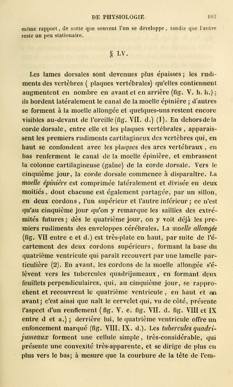 même rapport, de sorte que souvent l'un se développe, tandis que l'autre reste un peu stationaire. LV. Les lames dorsales sont devenues plus épaisses ; les rudi- ments des vertèbres ( plaques vertébrales) qu'elles contiennent augmentent en nombre en avant et en arrière (fig. V. h. h.); ils bordent latéralement le canal de la moelle épinière ; d'autres se forment à la moelle allongée et quelques-uns restent encore visibles au-devant de l'oreille (fig. VU. d.) (1). En dehors de la corde dorsale, entre elle et les plaques vertébrales , apparais- sent les premiers rudiments cartilagineux des vertèbres qui, en haut se confondent avec les plaques des arcs vertébraux , en bas renferment le canal de la moelle épinière, et embrassent la colonne cartilagineuse (gaîne) de la corde dorsale. Vers le cinquième jour, la corde dorsale commence à disparaître. La moelle épinière est comprimée latéralement et divisée en deux moitiés, dont chacune est également partagée, par un sillon, en deux cordons , l'un supérieur et l'autre inférieur ; ce n'est qu'au cinquième jour qu'on y remarque les saillies des extré- mités futures; dès le quatrième jour, on y voit déjà les pre- miers rudiments des enveloppes cérébrales. La moelle allongée (fig. VII entre c et d.) est très-plate en haut, par suite de l'é- cartement des deux cordons supérieurs, formant la base du quatrième ventricule qui paraît recouvert par une lamelle par- ticulière (2). En avant, les cordons de la moelle allongée s'é- lèvent vers les tubercules quadrijumeaux, en formant dçux feuillets perpendiculaires, qui, au cinquième jour, se rappro- chent et recouvrent le quatrième ventricule , en haut et en avant j c'est ainsi que naît le cervelet qui, vu de côté, présente l'aspect d'un renHement (fig. V. e. fig. VII. d. fig. VIII et IX entre d et a.); derrière lui, le quatrième ventricule offre un enfoncement marqué (fig. VIII, IX. d.). Les tubercules quadri- jumeaux forment une cellule simple, très-considérable, qui présente une convexité très-apparente, et se dirige de plus en plus vers le bas; à mesure que la courbure de la tête de l'em^