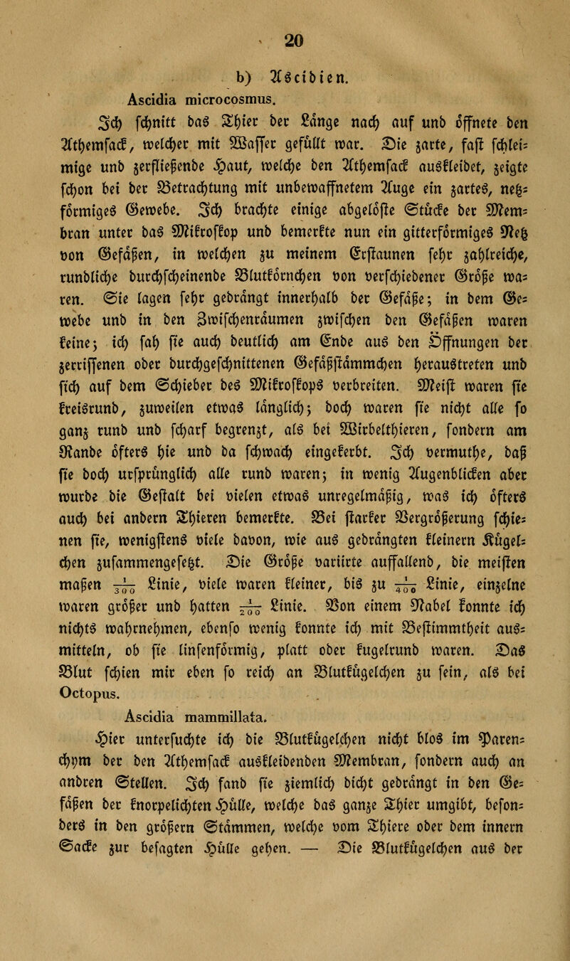 b) 2(öcibien, Ascidia microcosmus. 3d) \<i)xi\tt ba^ %i)m bec Sänge md) auf mb öffnete ben 2(t^emfac!, tt?ctd)ei; mit Söaffec gefuüt war. Sie jacte, faj! fchlei= mige unb jecfliepenbe SQaut, tt)eIdS)e b^n Zt^im\ad augfleibet, §eigte fc^on bei bec ^etradjtung mit unbewaffnetem ^(uge ^in ^atU^, mp förmige^ ©etvebe. ^^ brad^te einige abgelope (BtMt bec ^S'^em? bcan untec b(n^ SD^ifcoffop unb bemecfte nun nn gittecfocmigeS SSli^ t)on ©efdpen, in njefcfjen ju meinem (Jcpaunen fe^c la^im^^, runblid[)e bucc{)fd)einenbe S5(utf6cnd()en tjon t)ecfd)iebenec @c6fe «Da^ cen. ®ie lagen fe^c gebcdngt innecf)atb bec ©efdfe; in bem ®e= webe unb in ben 3wifd)encdumen jwifdben ben ©efdpen waren feine; id) faf) fte aud) beutlic^ am ^nbe aug ben Öffnungen bec 5ertif[enen obec bucd()gefd)nittenen @efdf11dmmcf)en f)ecauötreten unb ftd) auf bem @c()iebec be^ 9)?ifcof!o])^ tjecbceiten. SD^eijlt waren fte freiäcunb, juweilen iixm^ Idngüd); bod^ waren fte nic^t alle fo gans cunb unb fd)arf begrenzt, a(6 bei SOBirbett()ieren, fonbern am O^anbe öftere ^ie unb b(i fd)wacl) eingeferbt. ;3ci) tjermut^e, ba^ fte bod[) ucfprungiici) alle cunb waren; in wenig 2(ugenblicfen abec würbe bie ®ef!alt hn t)ielen ^ixo^^ unregelmdfig, xca^ id) öftere aud^ hix anbern Sl)ieren bemecfte. S5ei jlarfec SSergroferung fd^ie= nen fte, wenigfienS tjiele ba\)on, xok ttu6 gebrdngten fleinern itugel= djen gufammengefe^t. £)ie ©rope üariirte auffallenb, bie meijlen mafen ^ Sinie, t)iele waren fleinec, h\^ ju j^ Sinie, einzelne waren großer unb l)atten ^ 2inie. SSon einem 5?abel fonnte td^ nicl)t6 wal)rne^men, ebenfo wenig fonnte id) mit SSejIimmtbeit au05 xtiituin, ob fte linfenfoimig, platt obec fugelrunb waren. Sa8 S5Iut fd)ien mir eben fo reid) an S5lutfugeld)en ju fein, al§ bei Octopus, Ascidia mammillata. §iec unterfudbte x^ bk S5lutfugeld)en nicbt blo§ im ^acen= dfjpm bec ben 2(tl)emfa^ au^fleibenben ?D?embcan, fonbern an^ an anbren ©teilen. 3c^ fanb fte 5iemlid[) bx^t gebrdngt in bm ®e= fdfen bec fnocpelid^ten ^üUe, weld)e ba^ ganje %^m umgibt, befon= becö xn ben großem ©tdmmen, weldje tjom S^biere ober bem innern ©acfe 5ur befagten ^ullc gelten. — Sie S5lutfugeld)en au^ bec