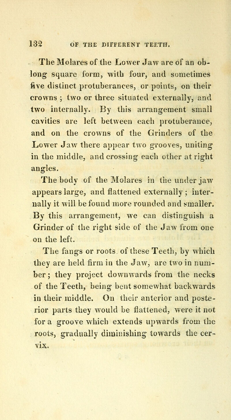 The Molares of the Lower Jaw are of an ob- long square form, with four, and sometimes five distinct protuberances, or points, on their crowns ; two or three situated externally, and two interimlly. By this arrangement small cavities are left between each protuberance, and on the crowns of the Grinders of the liower Jaw there appear two grooves, uniting in the middle, and crossing each other at right angles. The body of the Molares in the under jaw appears large, and flattened externally ; inter- nally it will be found more rounded and smaller. By this arrangement, we can distinguish a Grinder of the right side of the Jaw from one on the left. The fangs or roots of these Teeth, by which they are held j&rm in the Jaw, are two in num- ber ; they project downwards from the necks of the Teeth, being bent somewhat backwards in their middle. On their anterior and poste- rior parts they would be flattened, were it not for a groove which extends upwards from the roots, gradually diminishing towards the cer- vix.