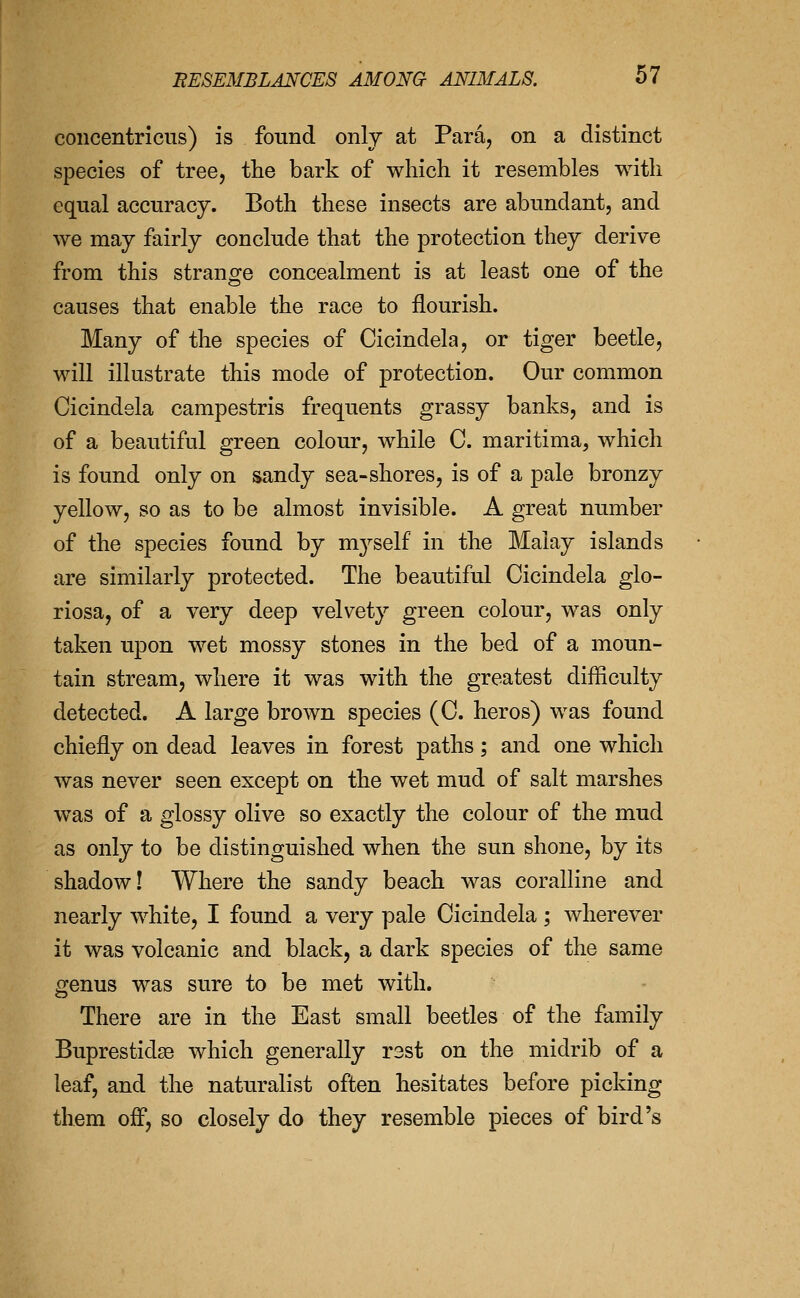 coiicentricus) is found only at Para, on a distinct species of tree, the bark of which it resembles with equal accuracy. Both these insects are abundant, and we may fairly conclude that the protection they derive from this strange concealment is at least one of the causes that enable the race to flourish. Many of the species of Cicindela, or tiger beetle, will illustrate this mode of protection. Our common Cicindela campestris frequents grassy banks, and is of a beautiful green colour, while C. maritima, which is found only on sandy sea-shores, is of a pale bronzy yellow, so as to be almost invisible. A great number of the species found by m3^self in the Malay islands are similarly protected. The beautiful Cicindela glo- riosa, of a very deep velvety green colour, was only taken upon wet mossy stones in the bed of a moun- tain stream, where it was with the greatest difficulty detected. A large brown species (C. heros) was found chiefly on dead leaves in forest paths; and one which was never seen except on the wet mud of salt marshes was of a glossy olive so exactly the colour of the mud as only to be distinguished when the sun shone, by its shadow! Where the sandy beach was coralline and nearly white, I found a very pale Cicindela; wherever it was volcanic and black, a dark species of the same genus was sure to be met with. There are in the East small beetles of the family Buprestidse which generally rsst on the midrib of a leaf, and the naturalist often hesitates before picking them off, so closely do they resemble pieces of bird's