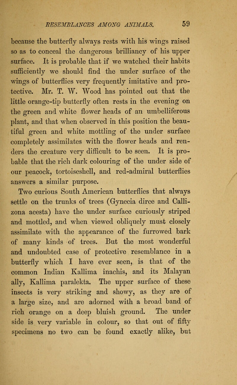 because the butterfly always rests with his wings raised so as to conceal the dangerous brilliancy of his upper surface. It is probable that if we watched their habits sufficiently we should find the under surface of the wings of butterflies very frequently imitative and pro- tective. Mr. T. W. Wood has pointed out that the little orange-tip butterfly often rests in the evening on the green and white flower heads of an umbelliferous plant, and that when observed in this position the beau- tiful green and white mottling of the under surface completely assimilates with the flower heads and ren- ders the creature very difficult to be seen. It is pro- bable that the rich dark colouring of the under side of our peacock, tortoiseshell, and red-admiral butterflies answers a similar purpose. Two curious South American butterflies that always settle on the trunks of trees (Gynecia dirce and Calli- zona acesta) have the under surface curiously striped and mottled, and when viewed obliquely must closely assimilate with the appearance of the furrowed bark of many kinds of trees. But the most w^onderful and undoubted case of protective resemblance in a butterfly which I have ever seen, is that of the common Indian Kallima inachis, and its Malayan ally, Kallima paralekta. The upper surface of these insects is very striking and showy, as they are of a large size, and are adorned with a broad band of rich orange on a deep bluish ground. The under side is very variable in colour, so that out of fifty specimens no two can be found exactly alike, but