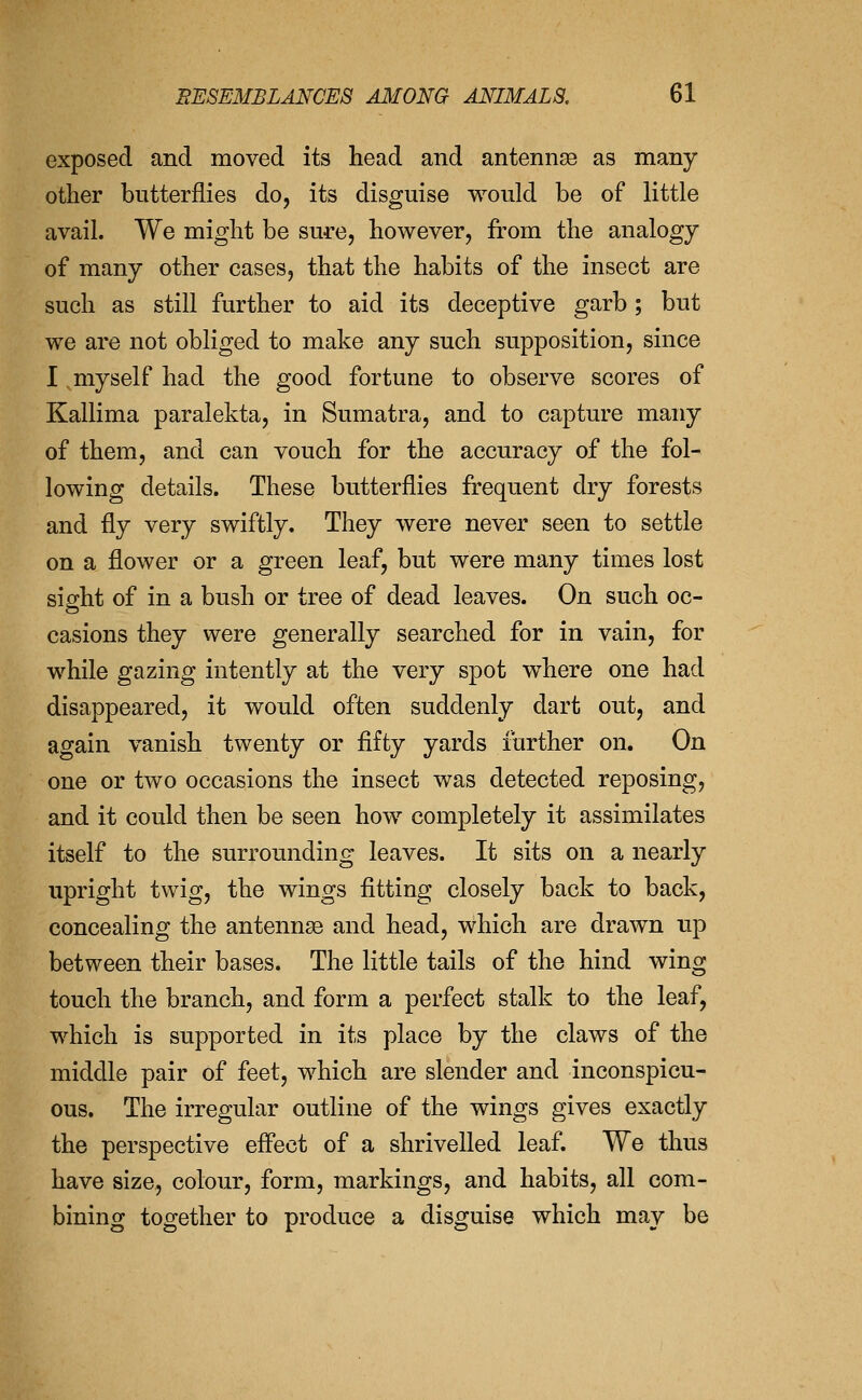 exposed and moved its head and antennae as many other butterflies do, its disguise would be of little avail. We might be sure, however, from the analogy of many other cases, that the habits of the insect are such as still further to aid its deceptive garb; but we are not obliged to make any such supposition, since I myself had the good fortune to observe scores of Kallima paralekta, in Sumatra, and to capture many of them, and can vouch for the accuracy of the fol- lowing details. These butterflies frequent dry forests and fly very swiftly. They were never seen to settle on a flower or a green leaf, but were many times lost sight of in a bush or tree of dead leaves. On such oc- casions they were generally searched for in vain, for while gazing intently at the very spot where one had disappeared, it would often suddenly dart out, and again vanish twenty or fifty yards further on. On one or two occasions the insect was detected reposing, and it could then be seen how completely it assimilates itself to the surrounding leaves. It sits on a nearly upright twig, the wings fitting closely back to back, concealing the antennae and head, which are drawn up between their bases. The little tails of the hind wing touch the branch, and form a perfect stalk to the leaf, which is supported in its place by the claws of the middle pair of feet, which are slender and inconspicu- ous. The irregular outline of the wings gives exactly the perspective effect of a shrivelled leaf. We thus have size, colour, form, markings, and habits, all com- bining together to produce a disguise which may be