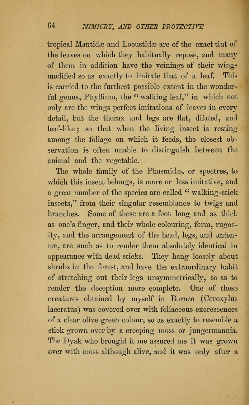 tropical Mantidse and Locustidse are of the exact tint of the leaves on which they habitually repose, and many of them in addition have the veinings of their wings modified so as exactly to imitate that of a leaf. This is carried to the furthest possible extent in the wonder- ful genus, Phyllium, the '' walking leaf, in which not only are the wings perfect imitations of leaves in every detail, but the thorax and legs are flat, dilated, and leaf-like; so that when the living insect is resting among the foliage on which it feeds, the closest ob- servation is often unable to distinguish between the animal and the vegetable. The whole family of the Phasmidse, or spectres, to which this insect belongs, is more or less imitative, and a great number of the species are called  walking-stick insects, from their singular resemblance to twigs and branches. Some of these are a foot long and as thick as one's finger, and their whole colouring, form, rugos- ity, and the arrangement of the head, legs, and anten- nae, are such as to render them absolutely identical in appearance with dead sticks. They hang loosely about shrubs in the forest, and have the extraordinary habit of stretching out their legs unsymmetrically, so as to render the deception more complete. One of these creatures obtained by myself in Borneo (Ceroxylus laceratus) was covered over with foliaceous excrescences of a clear olive green colour, so as exactly to resemble a stick grown over by a creeping moss or jungermannia. The Dyak who brought it me assured me it was grown over with moss although alive, and it was only after a