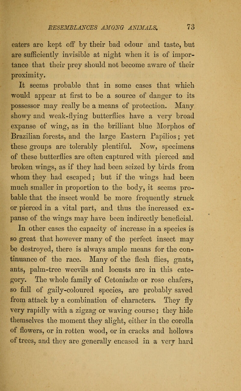 eaters are kept off by their bad odour and taste, but are sufficiently invisible at night when it is of impor- tance that their prey should not become aware of their proximity. It seems probable that in some cases that which would appear at first to be a source of danger to its possessor may really be a means of protection. Many showy and weak-flying butterflies have a very broad expanse of wing, as in the brilliant blue Morphos of Brazilian forests, and the large Eastern Papilios; yet these groups are tolerably plentiful. Now, specimens of these butterflies are often captured with pierced and broken wings, as if they had been seized by birds from whom they had escaped; but if the wings had been much smaller in proportion to the body, it seems pro- bable that the insect would be more frequently struck or pierced in a vital part, and thus the increased ex- panse of the wings may have been indirectly beneficial. In other cases the capacity of increase in a species is so great that however many of the perfect insect may be destroyed, there is always ample means for the con- tinuance of the race. Many of the flesh flies, gnats, ants, palm-tree weevils and locusts arc in this cate- gory. The whole family of Cetoniadse or rose chafers, so full of gaily-coloured species, are probably saved from attack by a combination of characters. They fly very rapidly with a zigzag or waving course; they hide themselves the moment they alight, either in the corolla of flowers, or in rotten wood, or in cracks and hollows of trees, and they are generally encased in a very hard