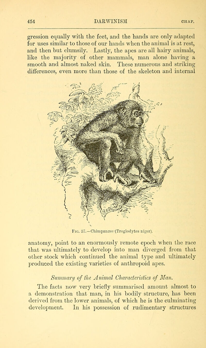 gression equally with the feet, and the hands are only adapted for uses similar to those of our hands when the animal is at rest, and then but clumsily. Lastly, the apes are all hairy animals, like the majority of other mammals, man alone having a smooth and almost naked skin. These numerous and striking differences, even more than those of the skeleton and internal Fig. 37.—Chimpanzee (Troglodytes niger). anatomy, point to an enormously remote epoch when the race that was ultimately to develop into man diverged from that other stock which continued the animal type and ultimately produced the existing varieties of anthropoid apes. Summary of the Animal Characteristics of 3fan. The facts now very briefly summarised amount almost to a demonstration that man, in his bodily structure, has been derived from the lower animals, of which he is the culminating development. In his possession of rudimentary structures