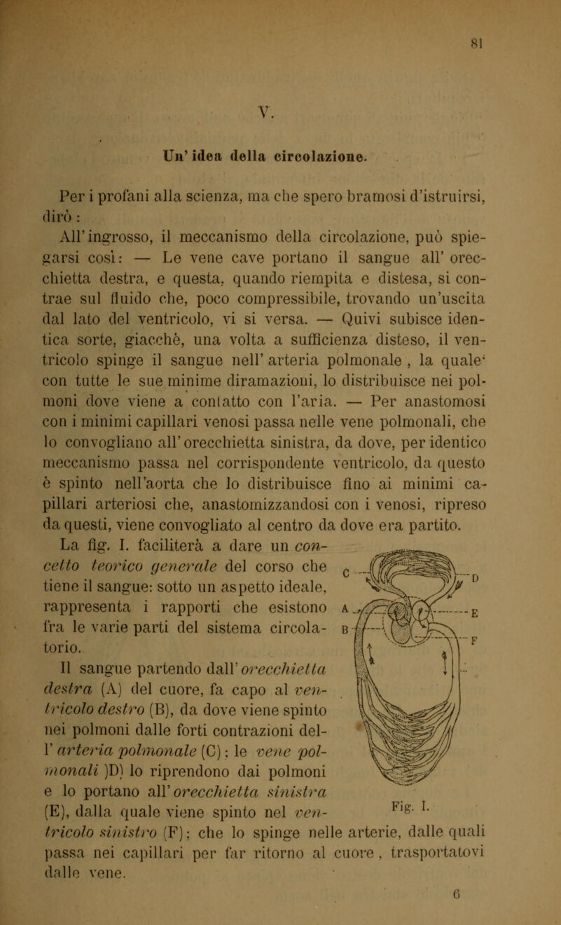 si Un' idea della circolazione. Per i profani alla scienza, ma che spero bramosi d'istruirsi, dirò : All'ingrosso, il meccanismo della circolazione, può spie- garsi cosi: — Le vene cave portano il sangue all' orec- chietta destra, e questa, quando riempita e distesa, si con- trae sul fluido che, poco compressibile, trovando un'uscita dal lato del ventricolo, vi si versa. — Quivi subisce iden- tica sorte, giacche, una volta a sufficienza disteso, il ven- tricolo spinge il sangue nell' arteria polmonale , la quale* con tutte le sue minime diramazioni, lo distribuisce nei pol- moni dove viene a con (atto con l'aria. — Per anastomosi con i minimi capillari venosi passa nelle vene polmonali, che lo convogliano all'orecchietta sinistra, da dove, per identico meccanismo passa nel corrispondente ventricolo, da questo è spinto nell'aorta che lo distribuisce fino ai minimi ca- pillari arteriosi che, anastomizzandosi con i venosi, ripreso da questi, viene convogliato al centro da dove era partito. La fig. I. faciliterà a dare un con- cetto /colico generale del corso che tiene il sangue: sotto un aspetto ideale, rappresenta i rapporti che esistono fra le varie parti del sistema circola- torio. Il sangue partendo dall'orecchietta destra (A) del cuore, fa capo al ven- ti' icolo destro (B), da dove viene spinto nei polmoni dalle forti contrazioni del- l' arteria polmonale (C) ; le vene pol- iti onali )D) lo riprendono dai polmoni e lo portano all' orecchietta sinistra (E), dalla quale viene spinto nel ven- tricolo sinistro (F); che lo spinge nelle arterie, dalle quali passa nei capillari per far ritorno al cuore , trasportatovi dalle vene. 6 --E Fig. I.