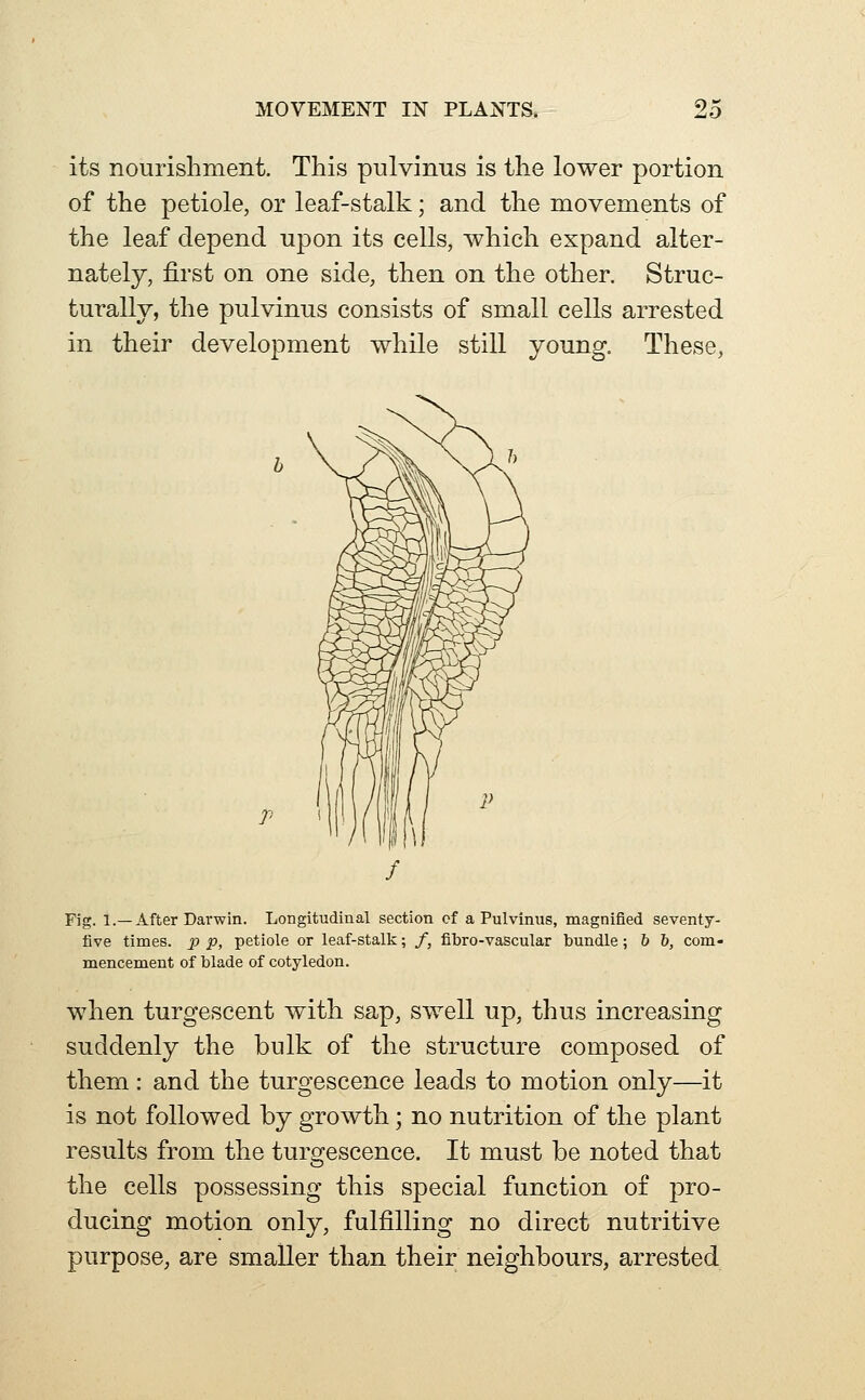 its nourishment. This pulvinus is the lower portion of the petiole, or leaf-stalk; and the movements of the leaf depend upon its cells, which expand alter- nately, first on one side, then on the other. Struc- turally, the pulvinus consists of small cells arrested in their development while still young. These, Fig. 1.—After Darwin. Longitudinal section cf a Pulvinus, magnified seventy- five times, p p, petiole or leaf-stalk; /, fibro-vascular bundle ; h b, com- mencement of blade of cotyledon. when turgescent with sap, swell up, thus increasing suddenly the bulk of the structure composed of them: and the turgescence leads to motion only—it is not followed by growth; no nutrition of the plant results from the turgescence. It must be noted that the cells possessing this special function of pro- ducing motion only, fulfilling no direct nutritive purpose, are smaller than their neighbours, arrested